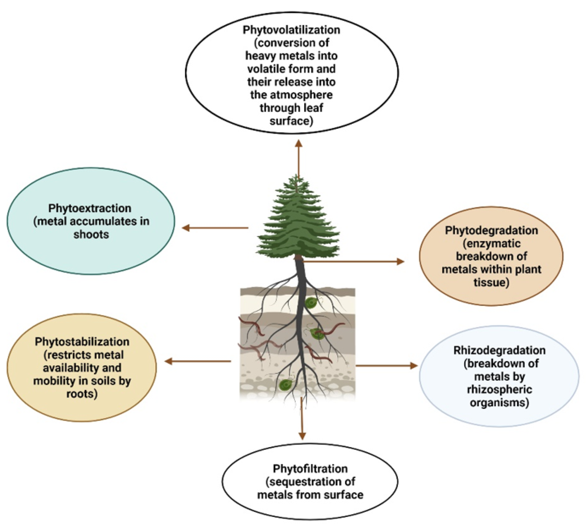 Plants 11 01255 g002