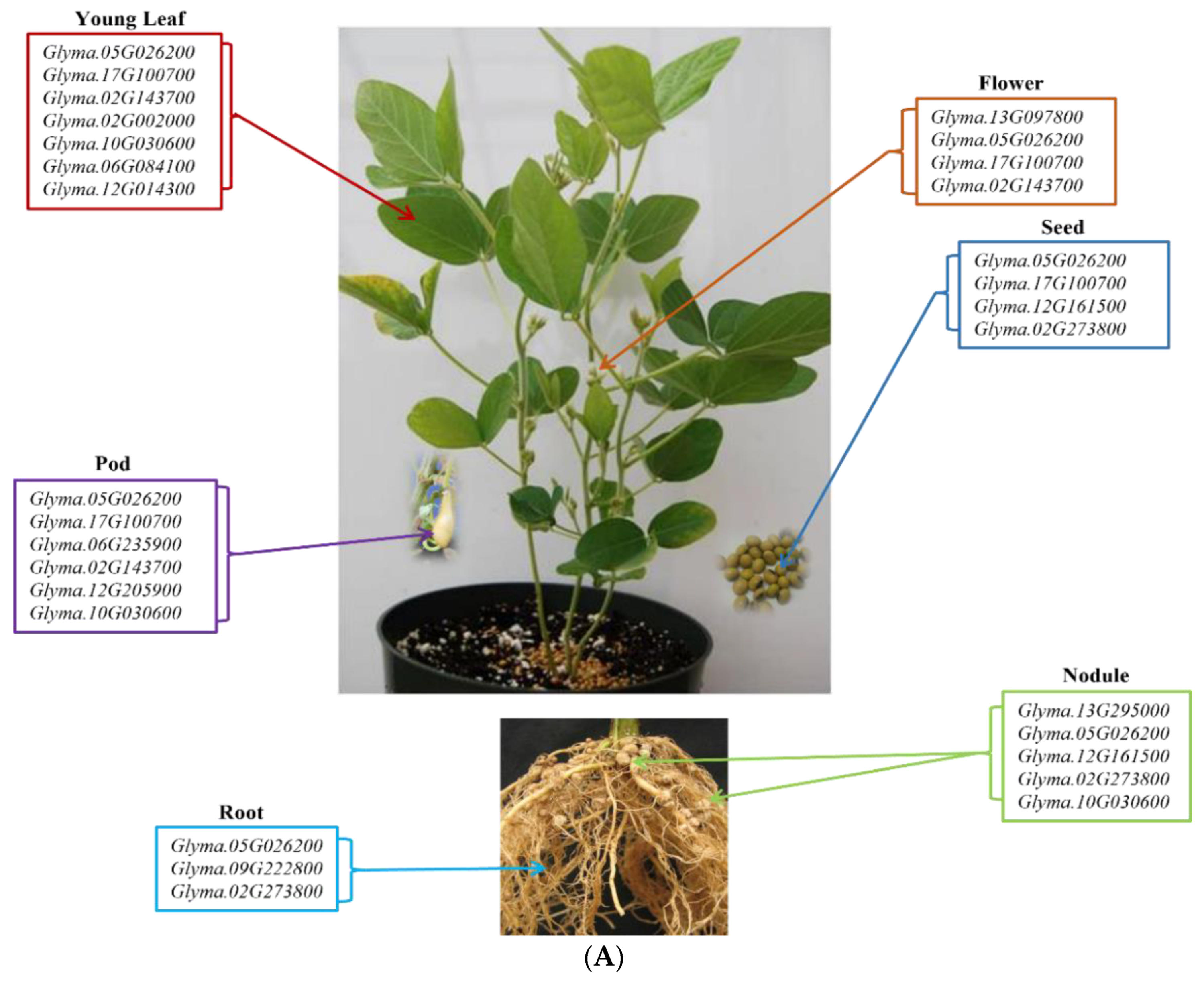 Plants 11 01258 g003a
