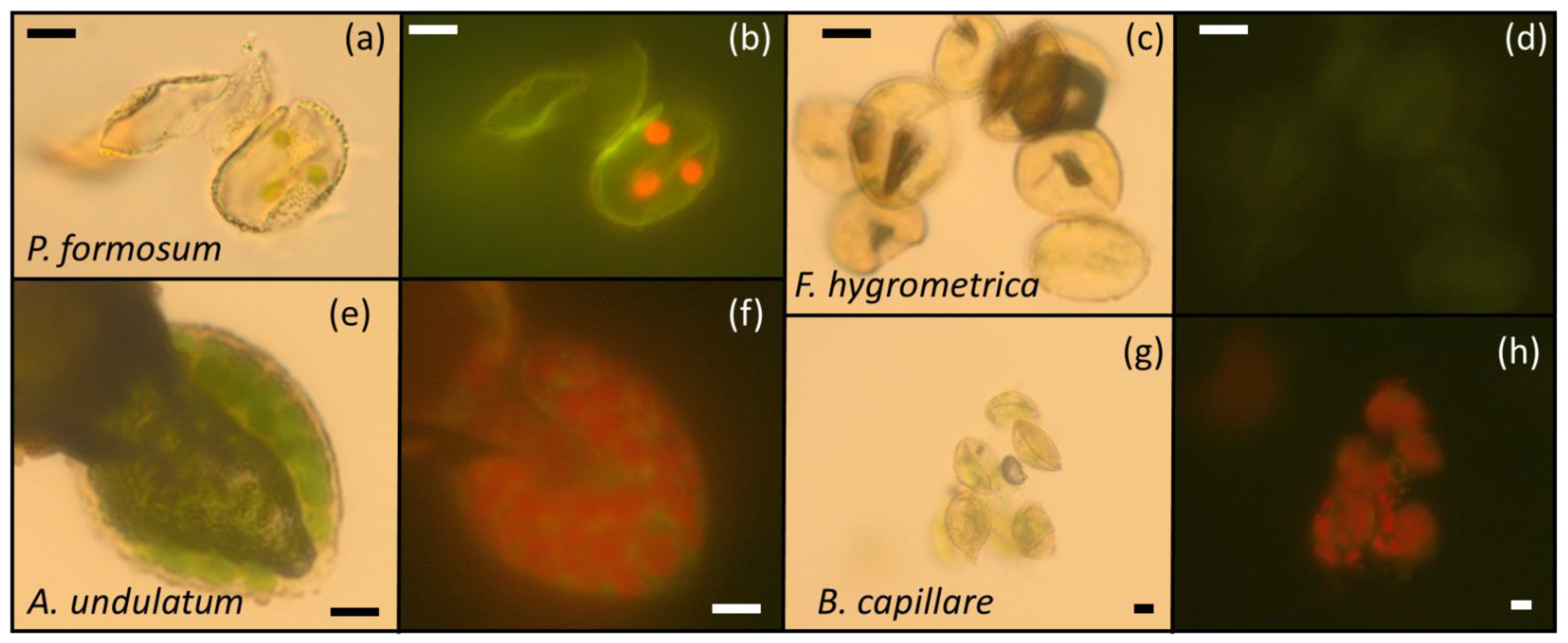 Plants 11 01262 g004