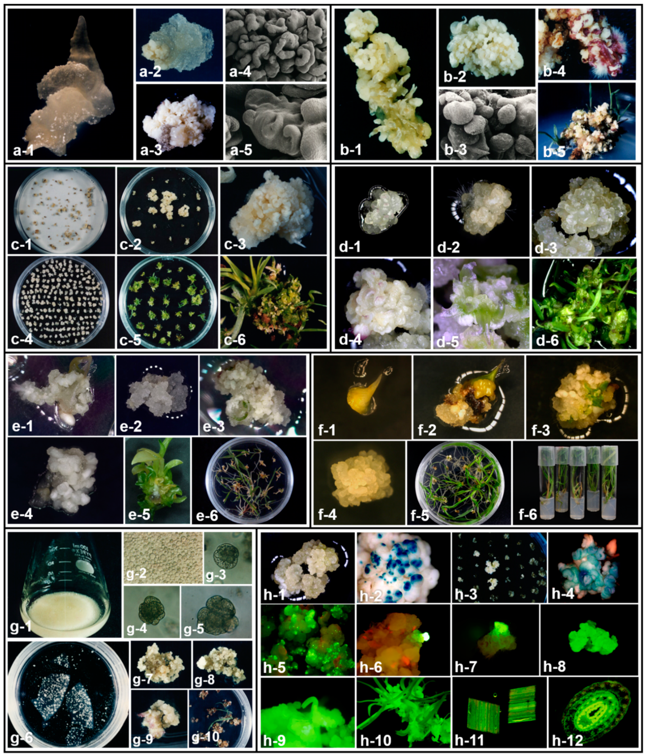 Plants 11 01263 g001 Plants 11 01263 g001