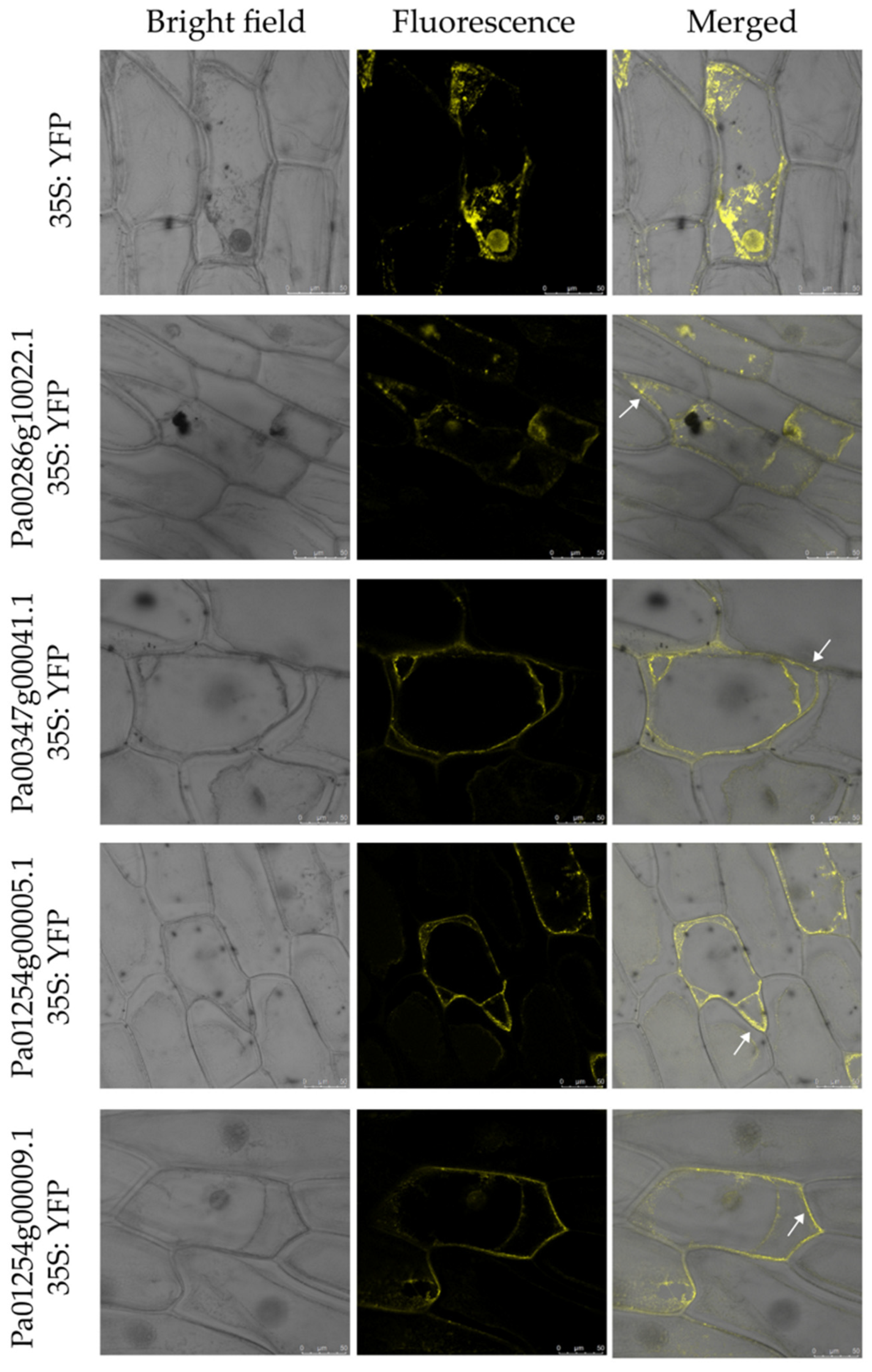 Plants 11 01269 g009