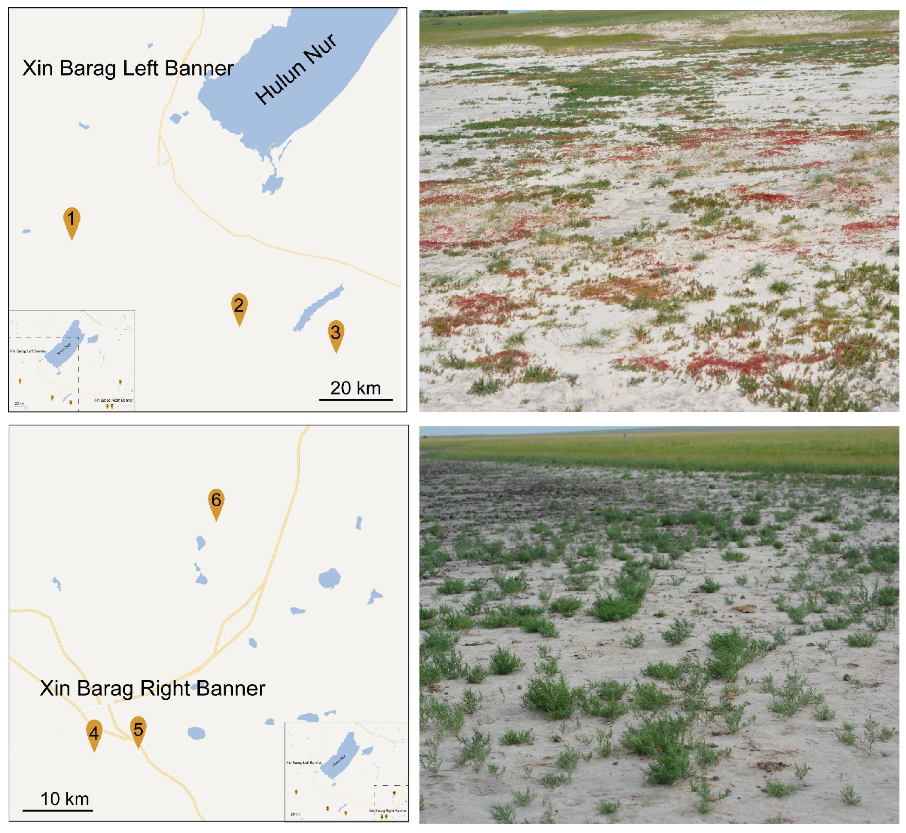 Plants 11 01288 g005