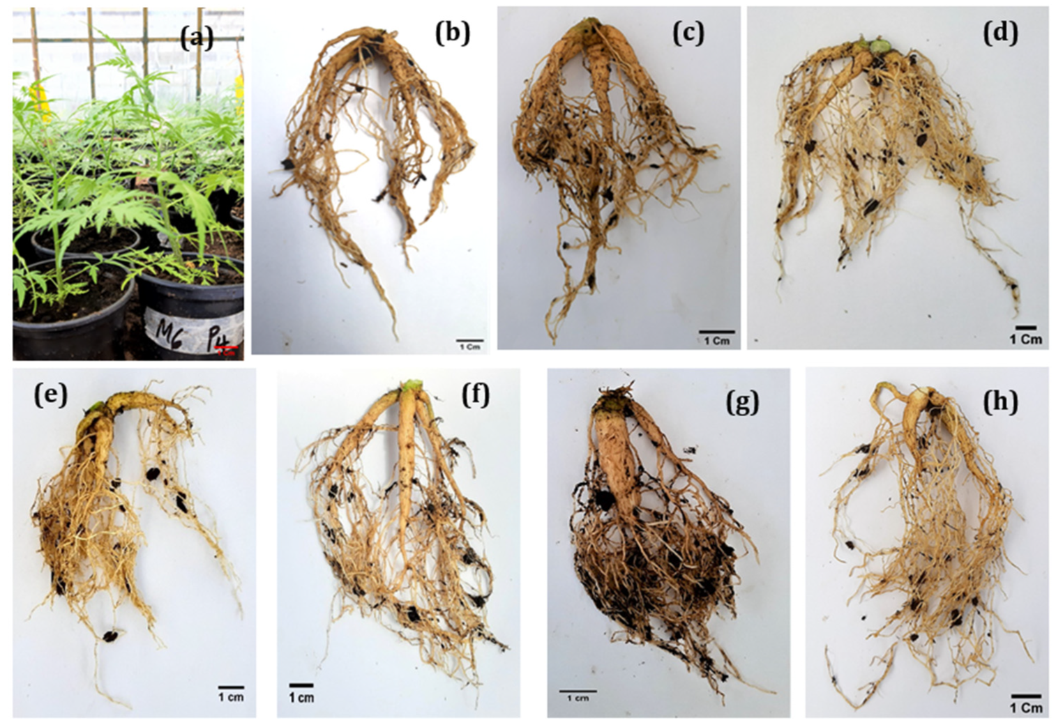 Plants 11 01300 g002