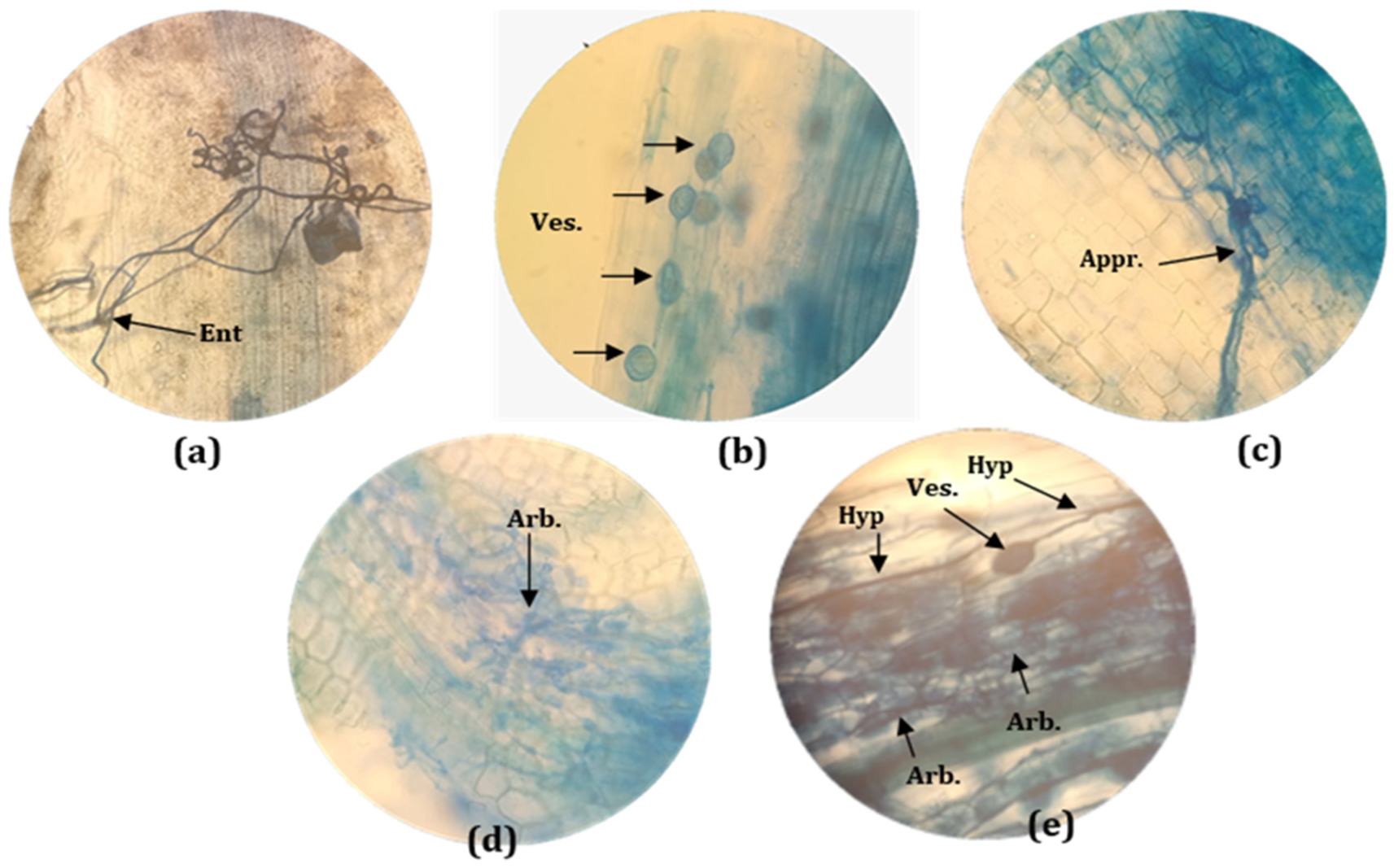 Plants 11 01300 g003