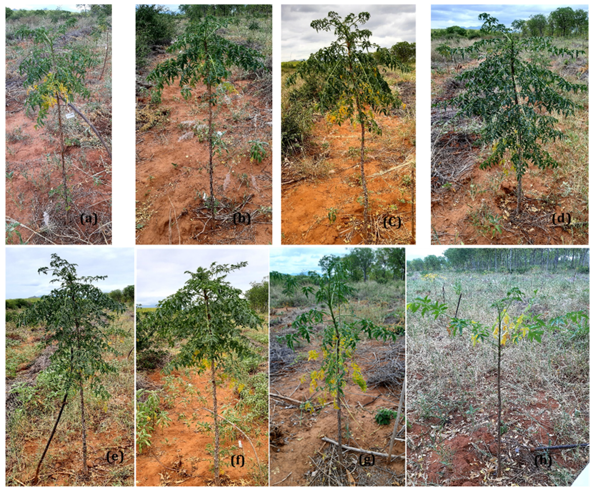 Plants 11 01300 g010