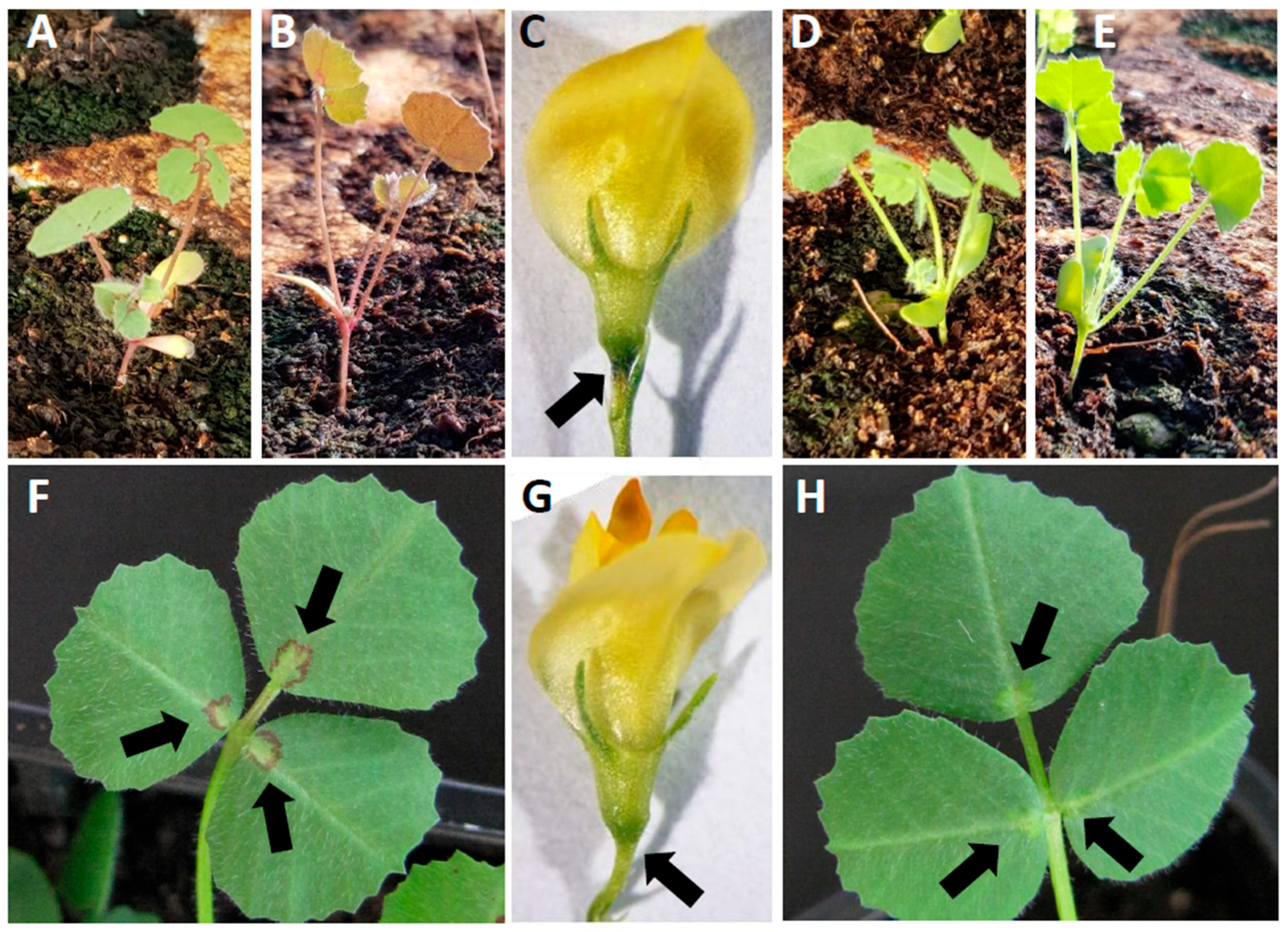 Plants 11 01318 g001