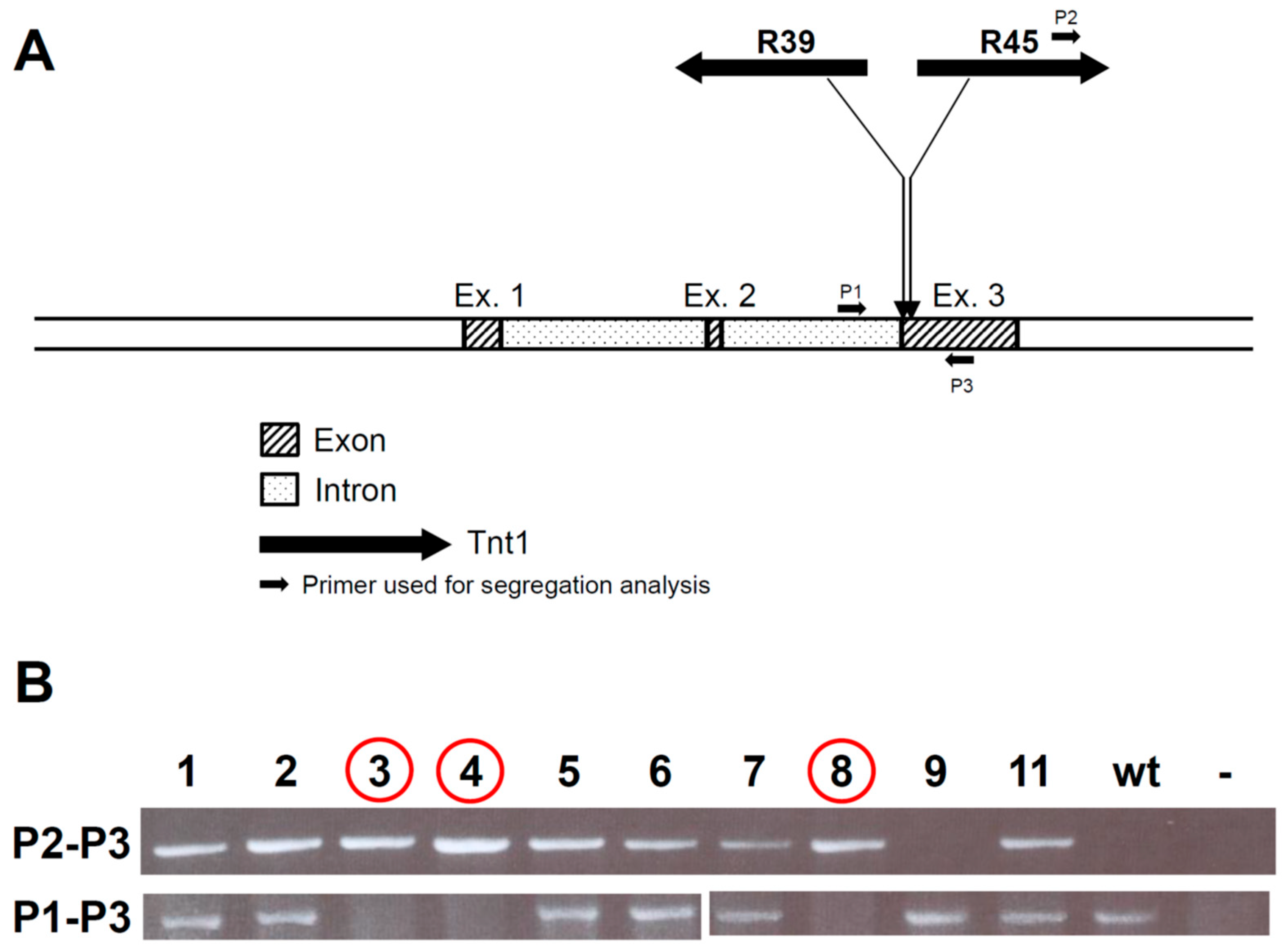 Plants 11 01318 g002
