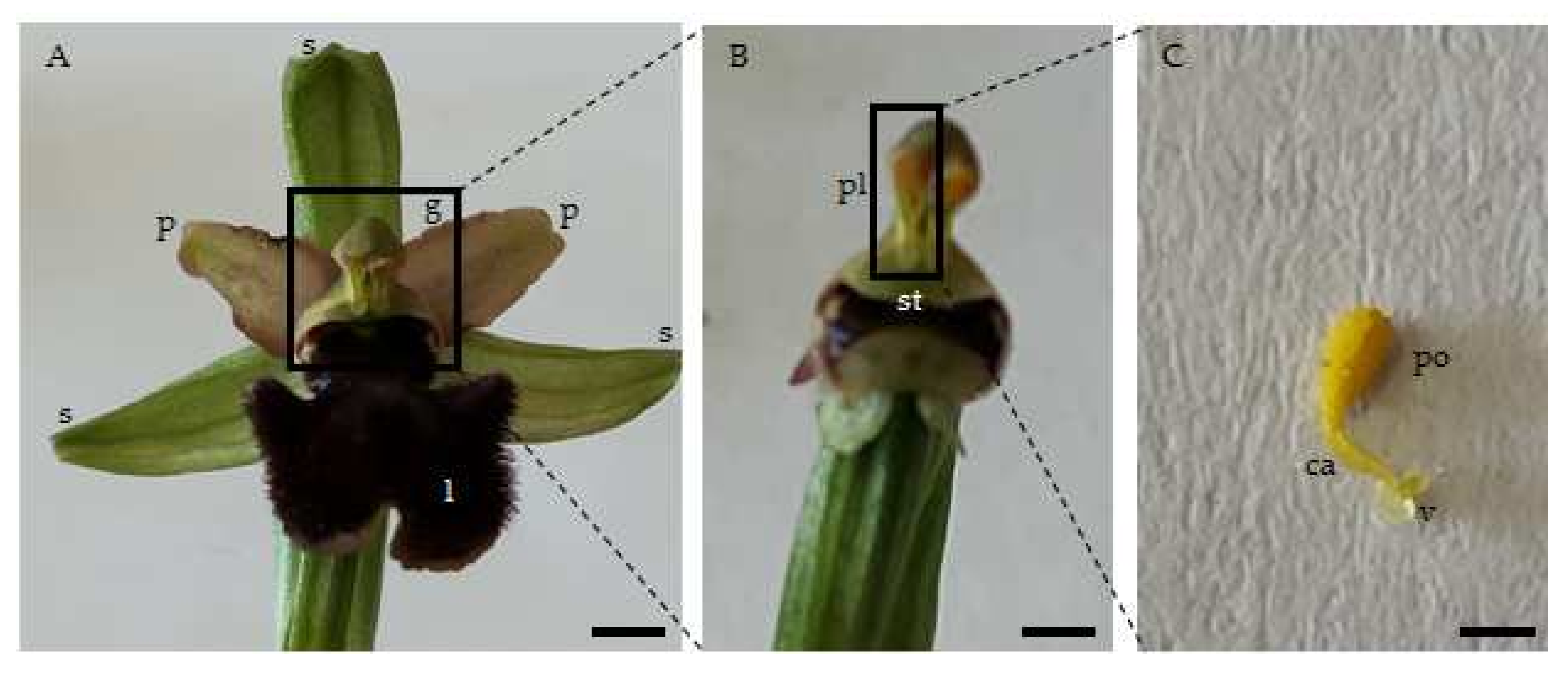 Plants 11 01327 g001