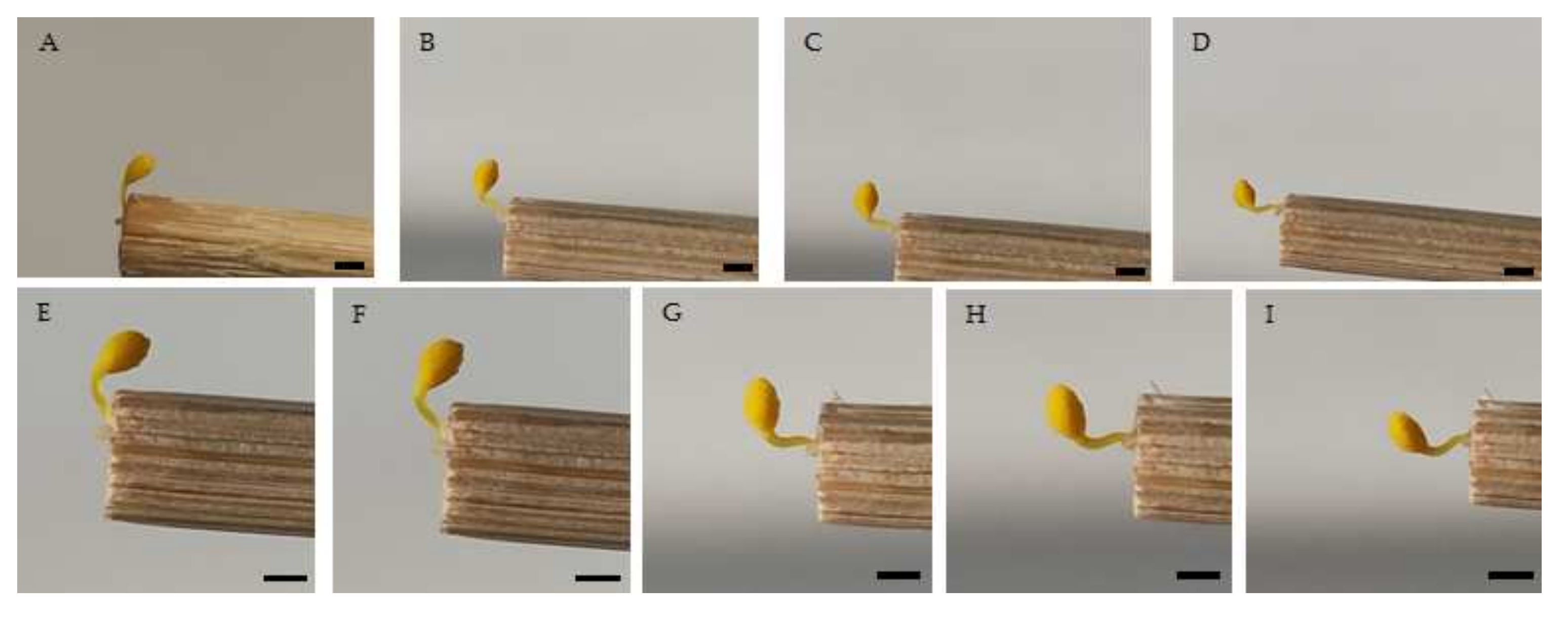 Plants 11 01327 g002