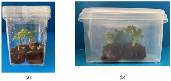 Plants 11 01333 g001