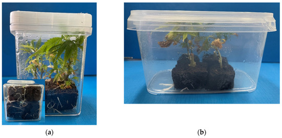 Plants 11 01333 g002