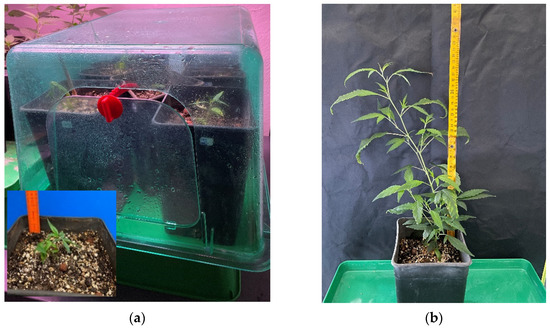 Plants 11 01333 g003