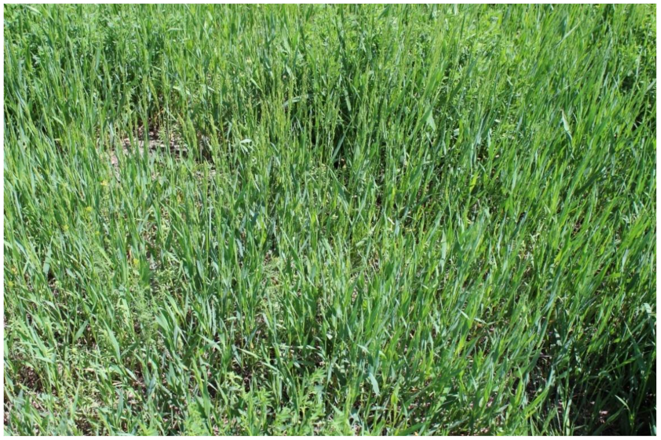 Plants 11 01340 g002