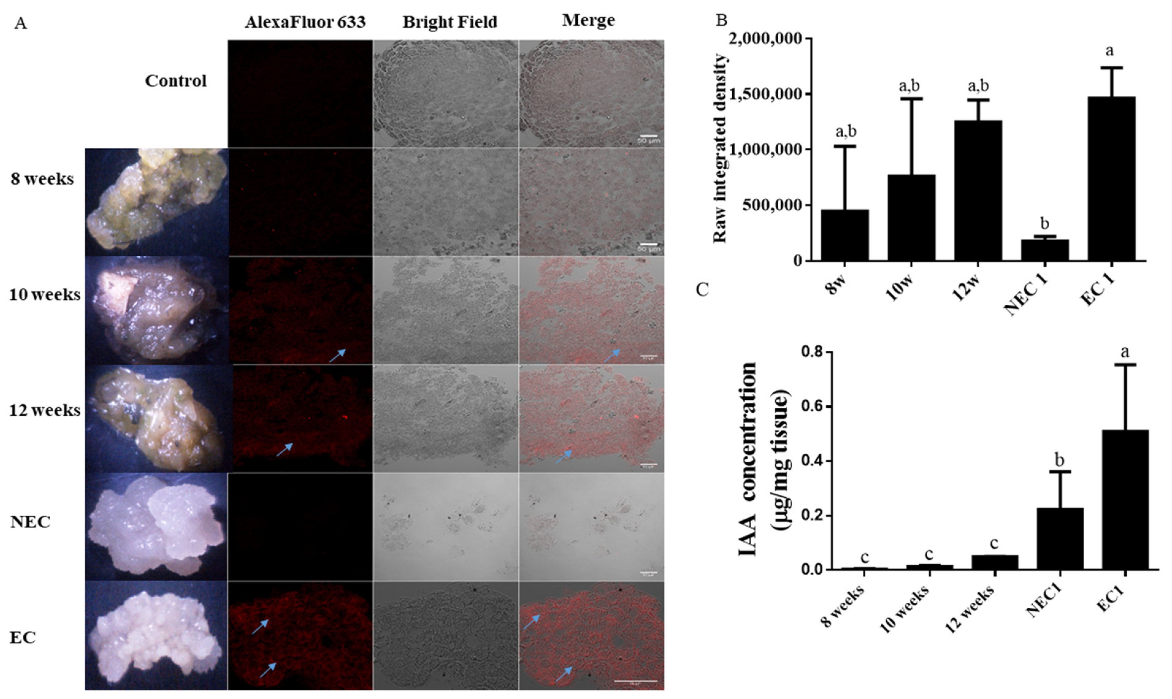 Plants 11 01347 g002