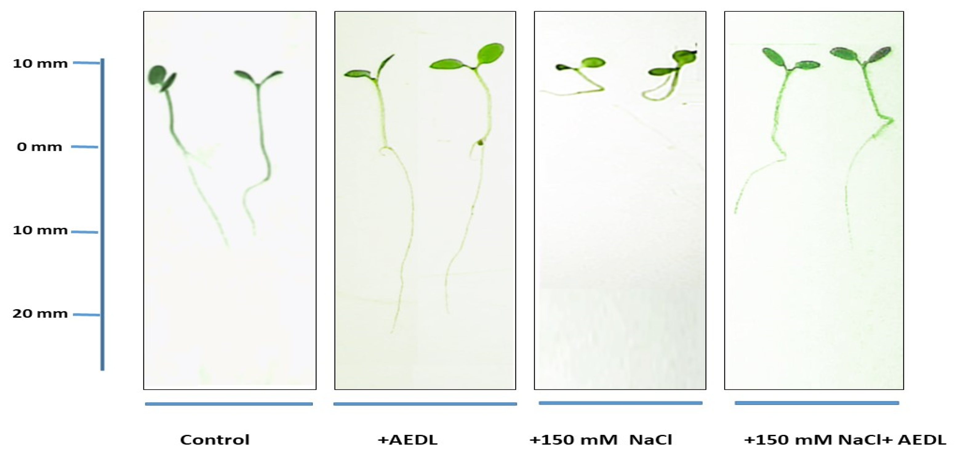 Plants 11 01352 g001 Plants 11 01352 g001