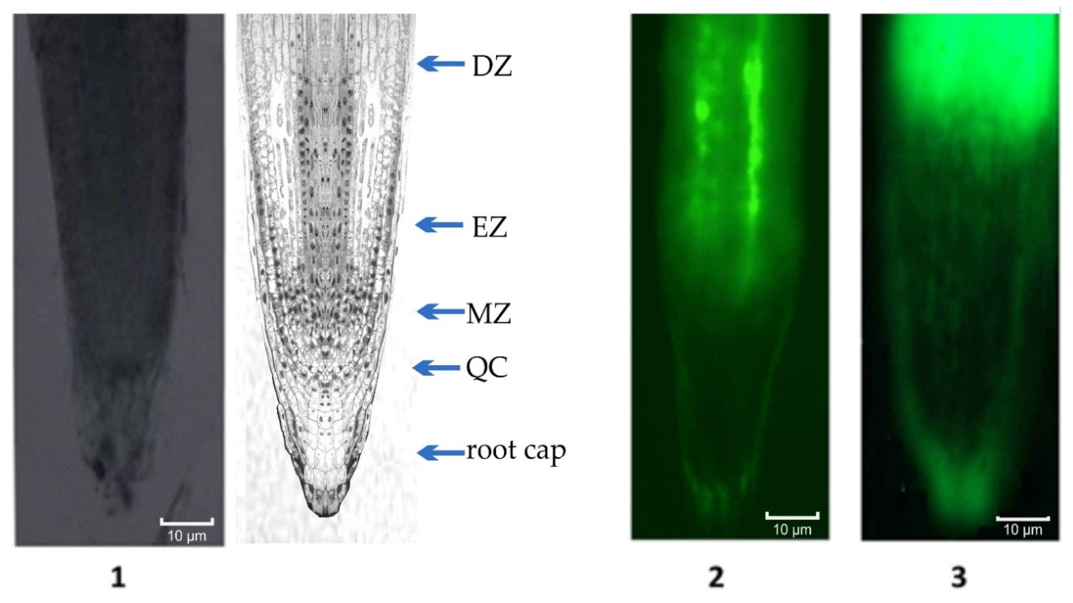 Plants 11 01352 g002 Plants 11 01352 g002