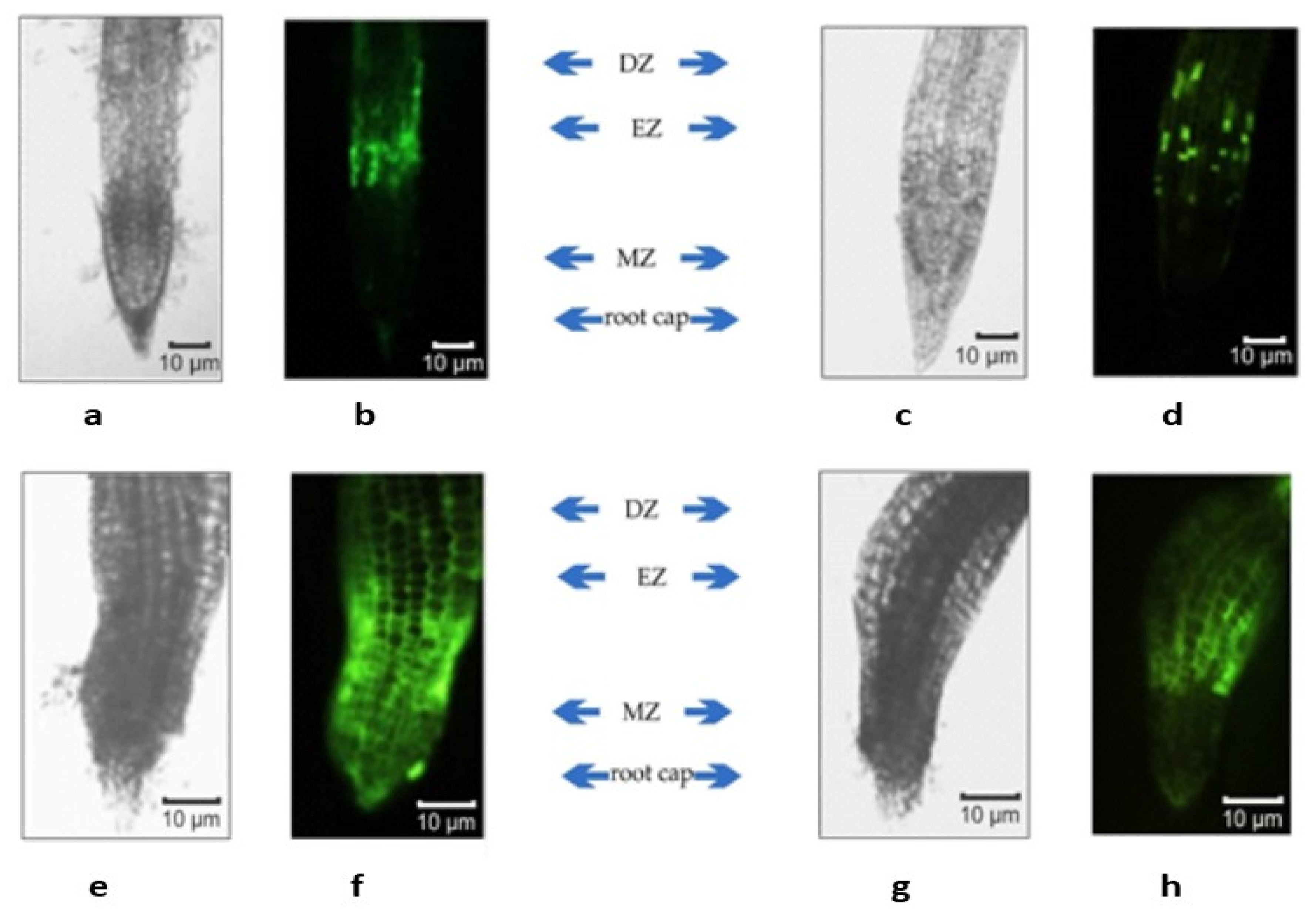 Plants 11 01352 g005 Plants 11 01352 g005