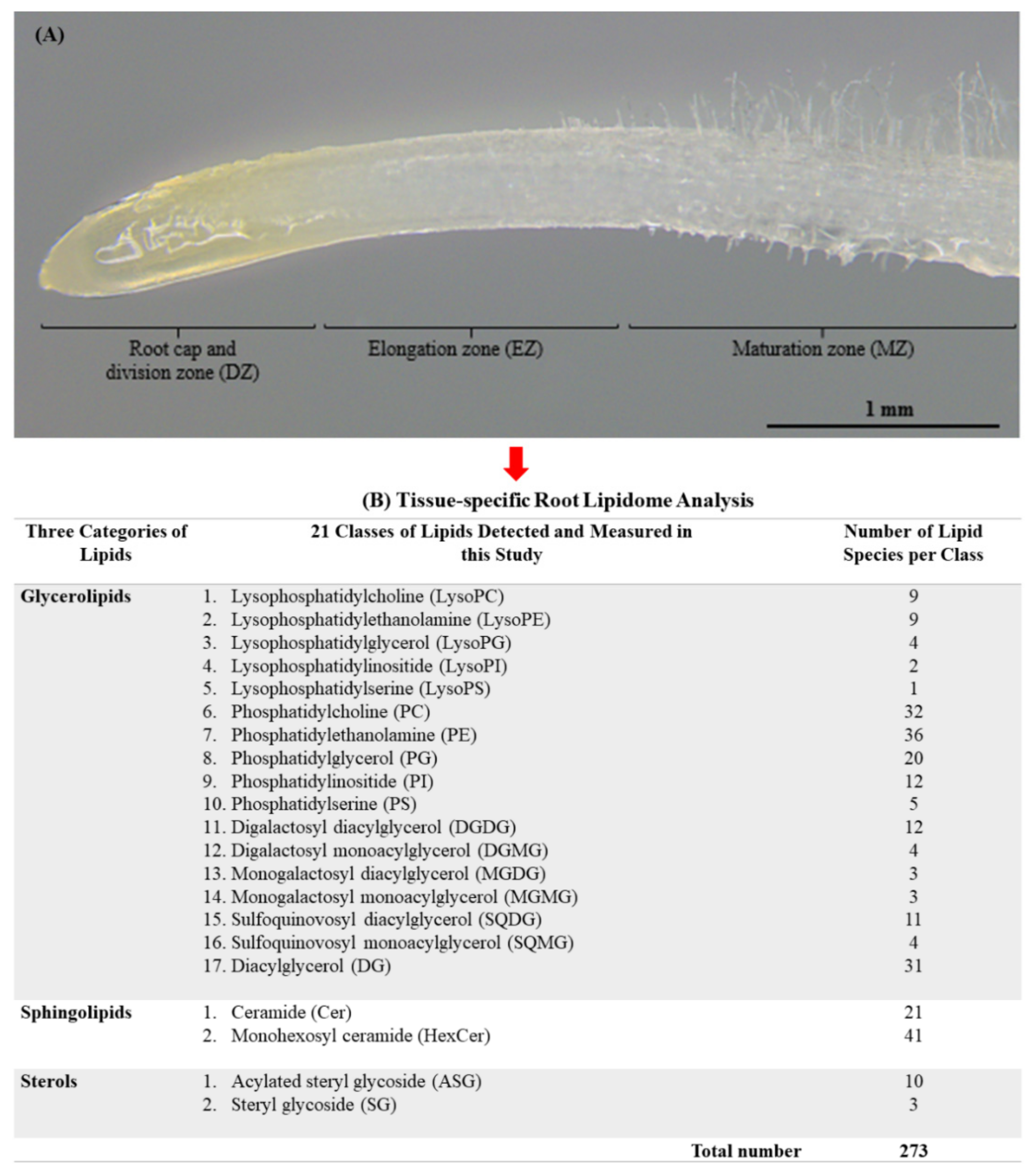 Plants 11 01364 g001