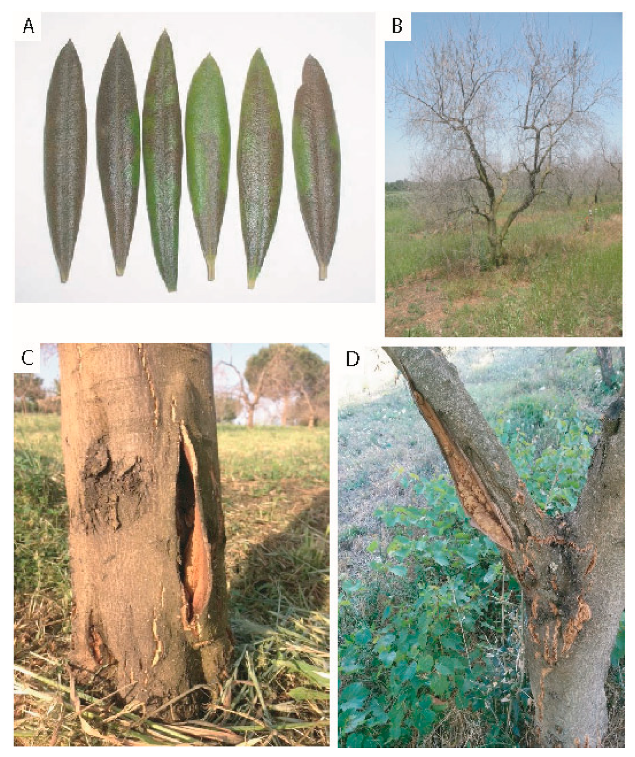 Plants 11 01367 g003