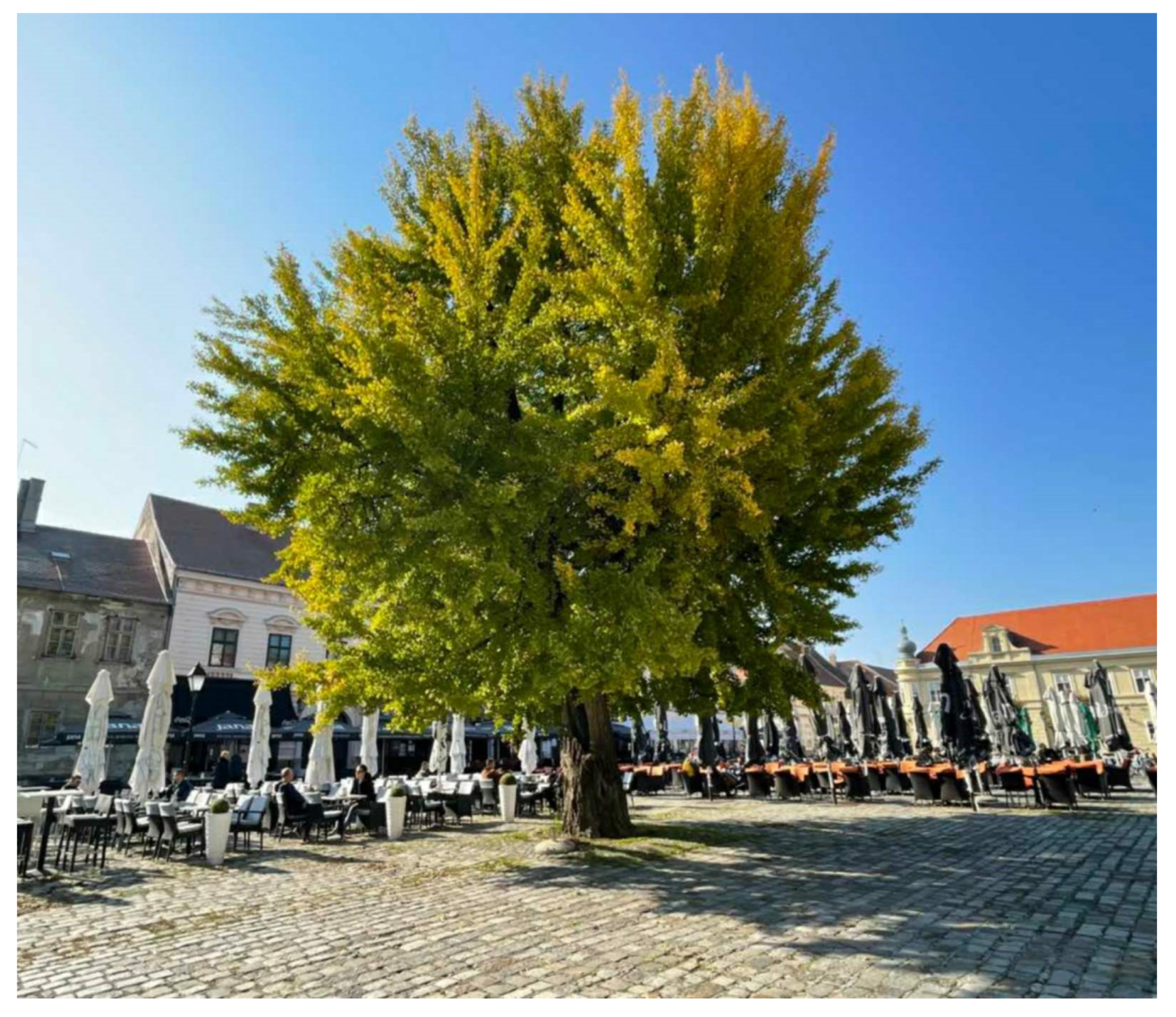 Plants 11 01381 g001