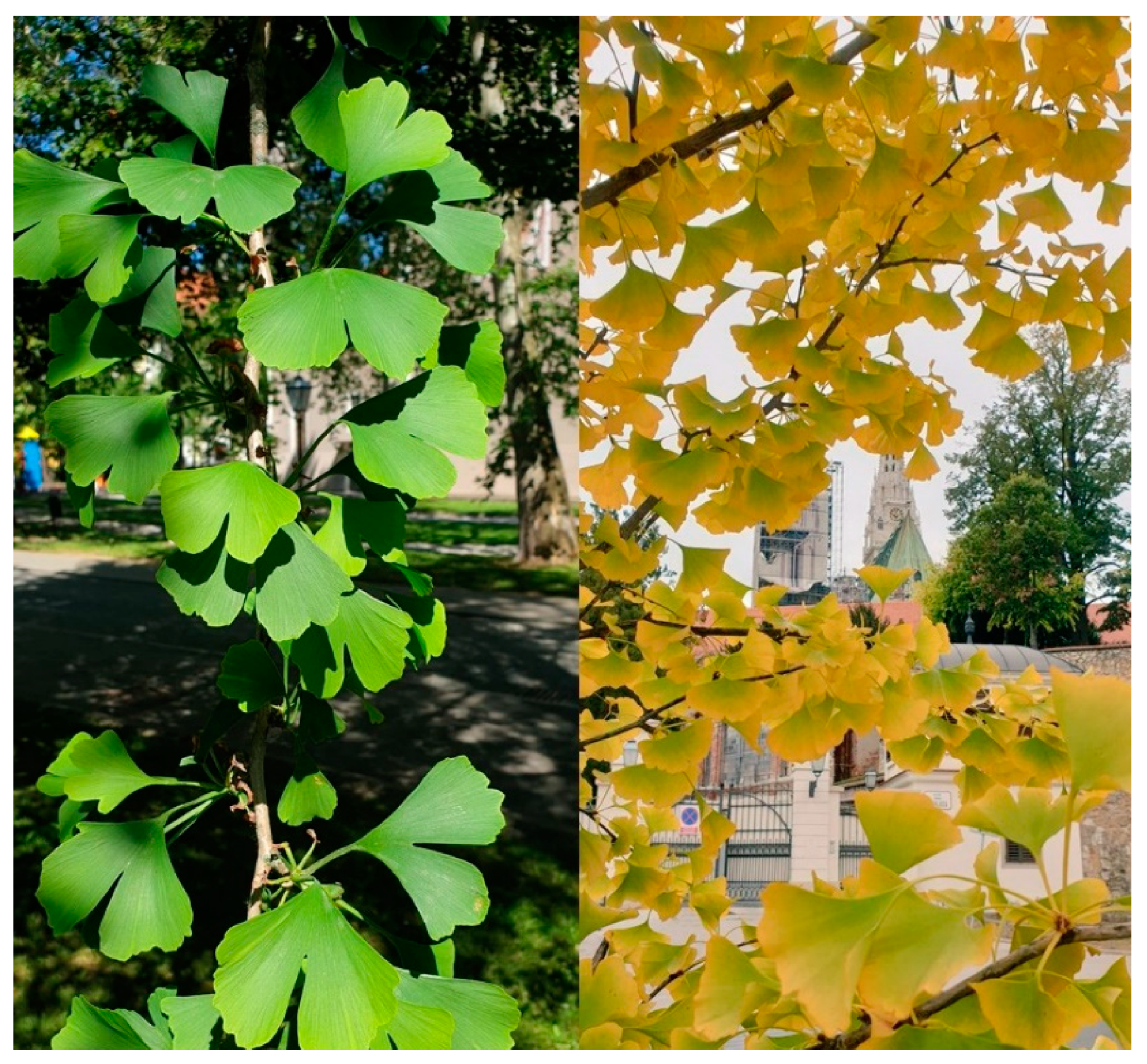 Plants 11 01381 g002