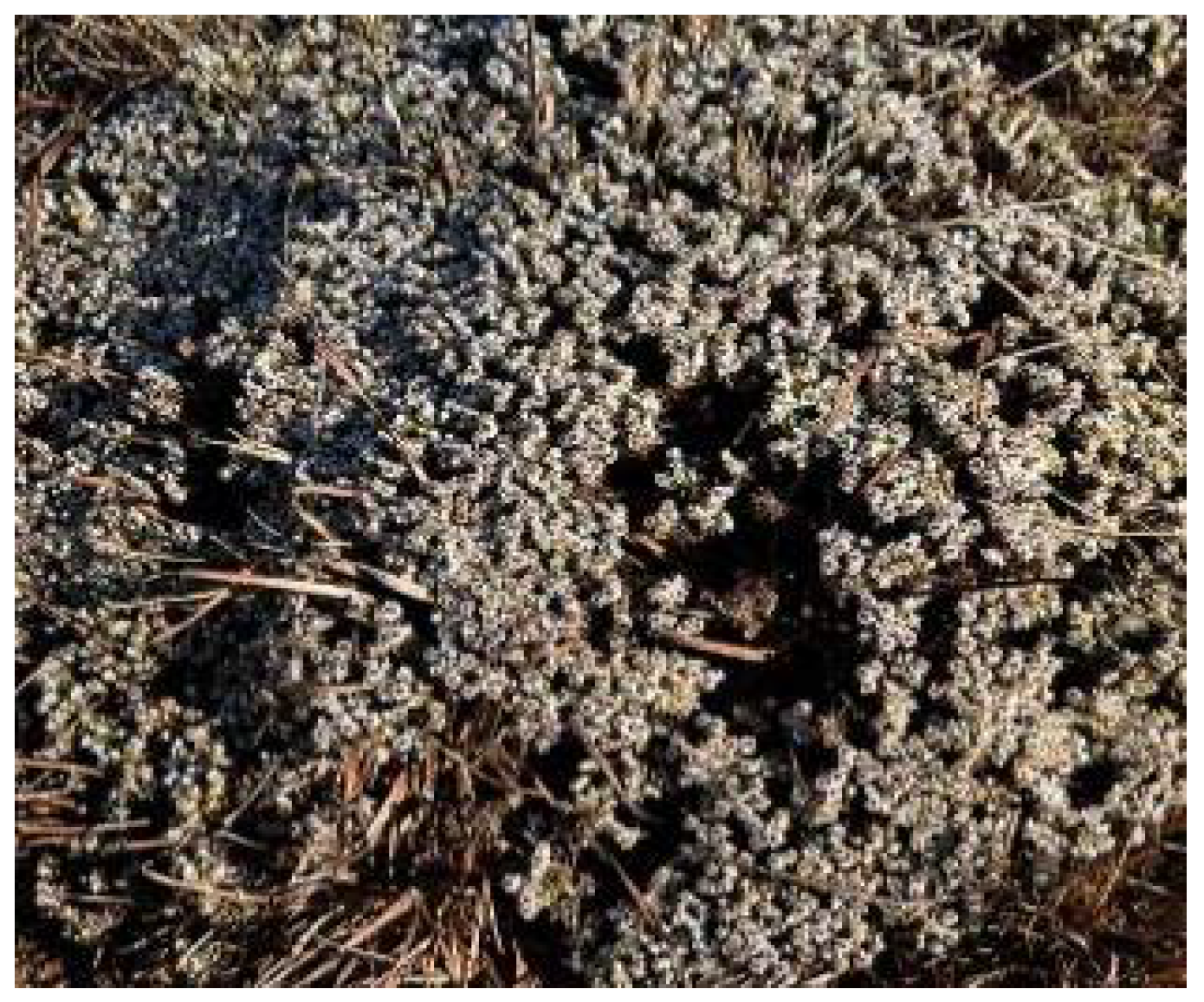 Plants 11 01386 g005