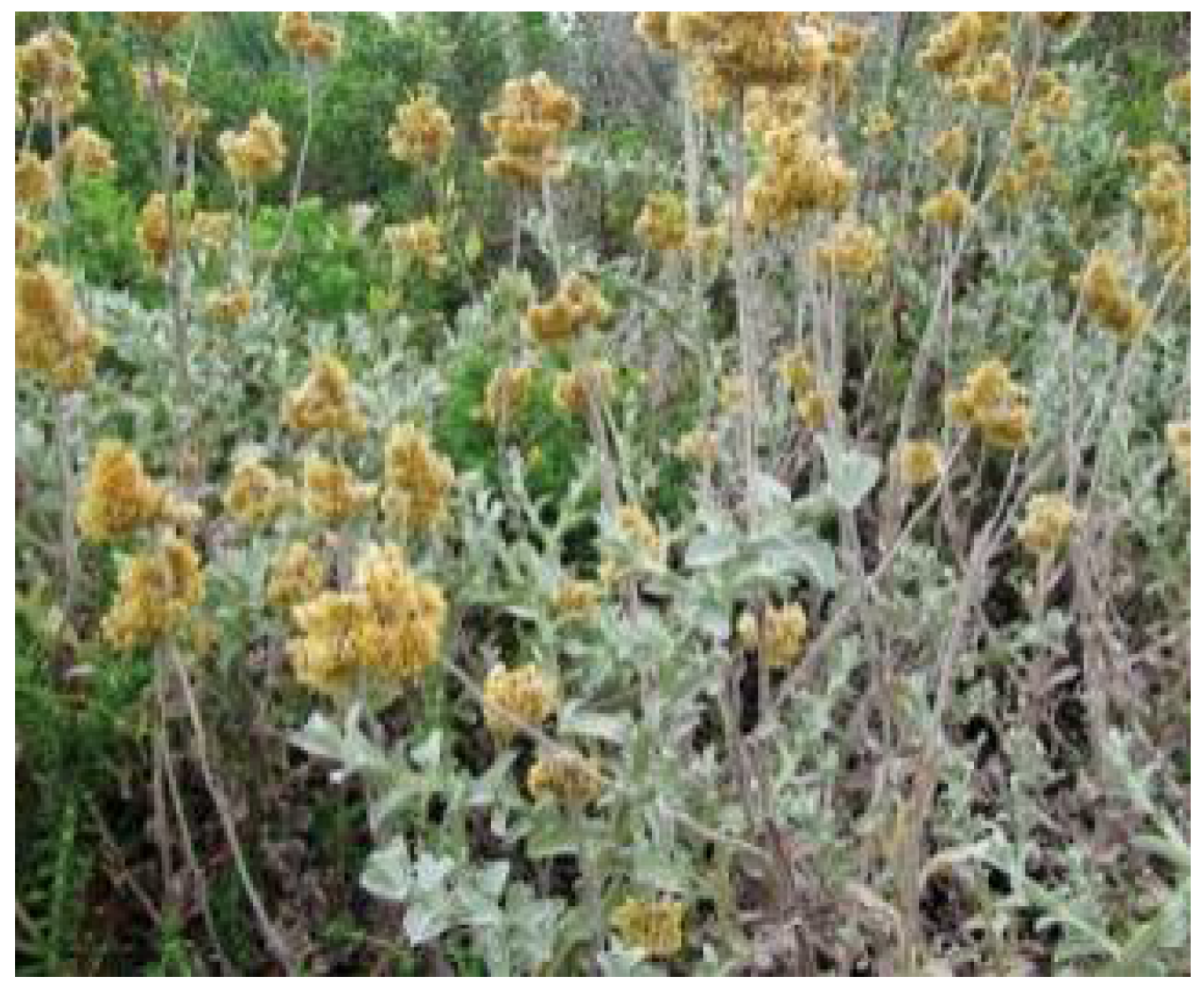 Plants 11 01386 g007