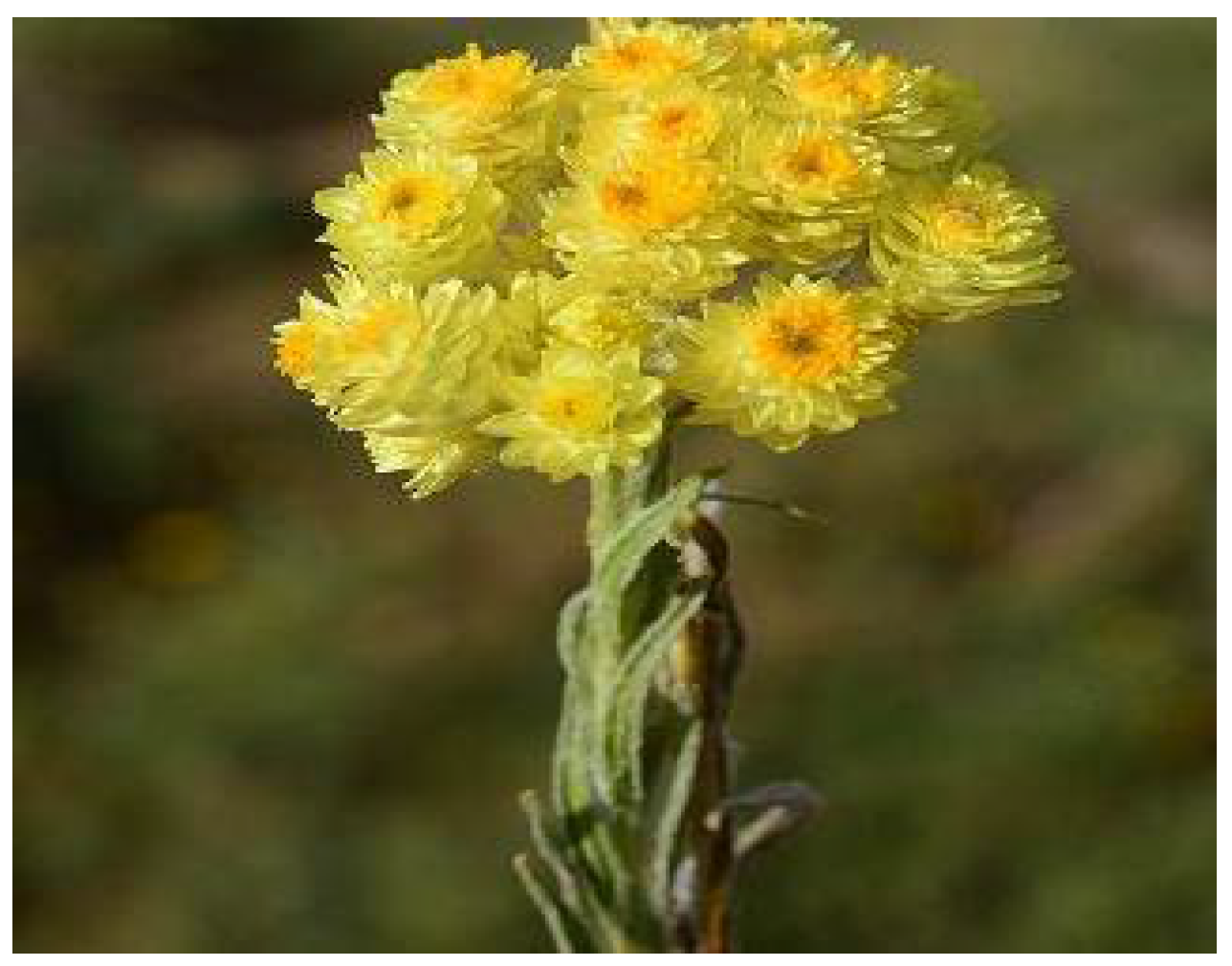 Plants 11 01386 g011