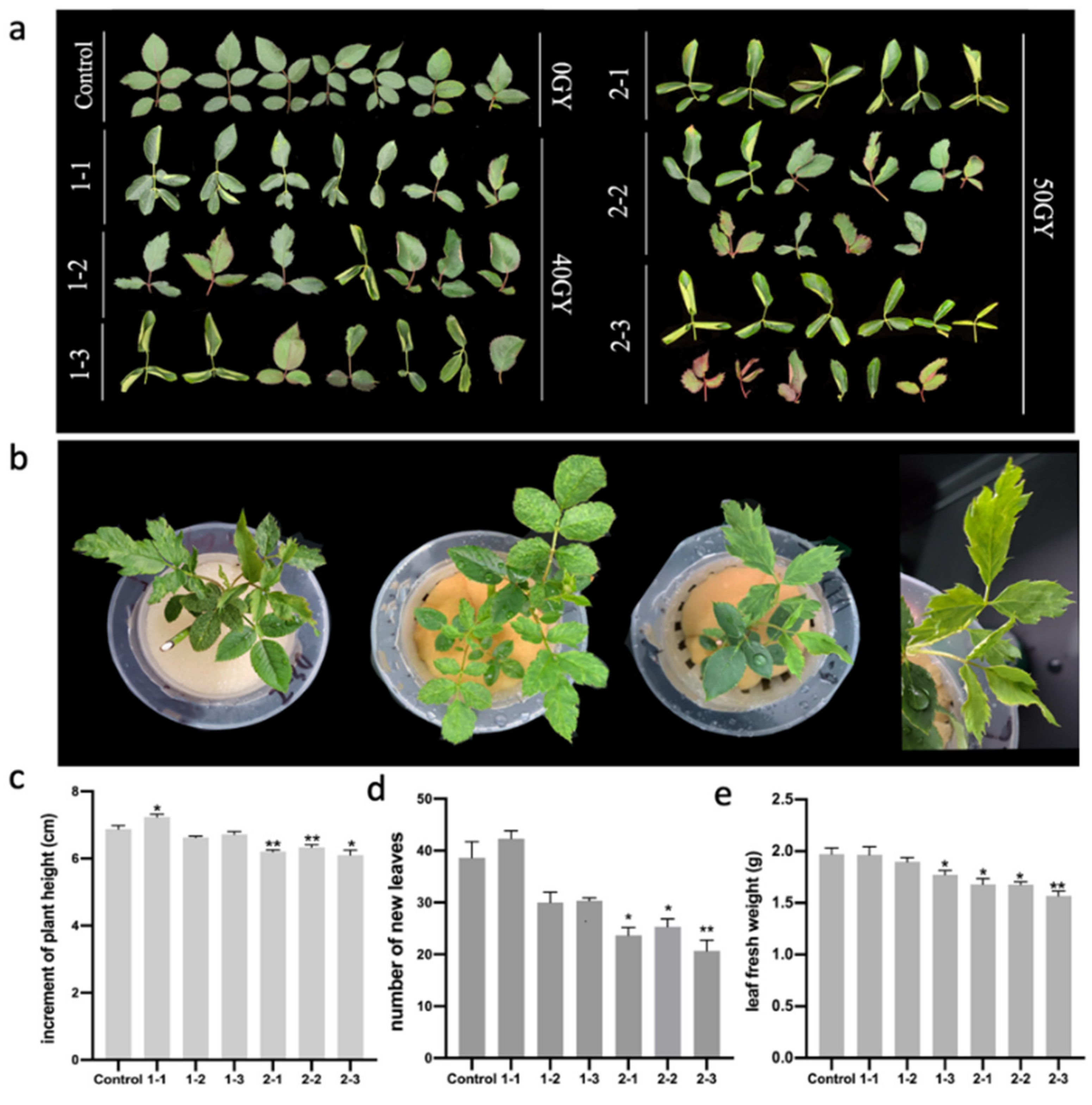 Plants 11 01438 g001