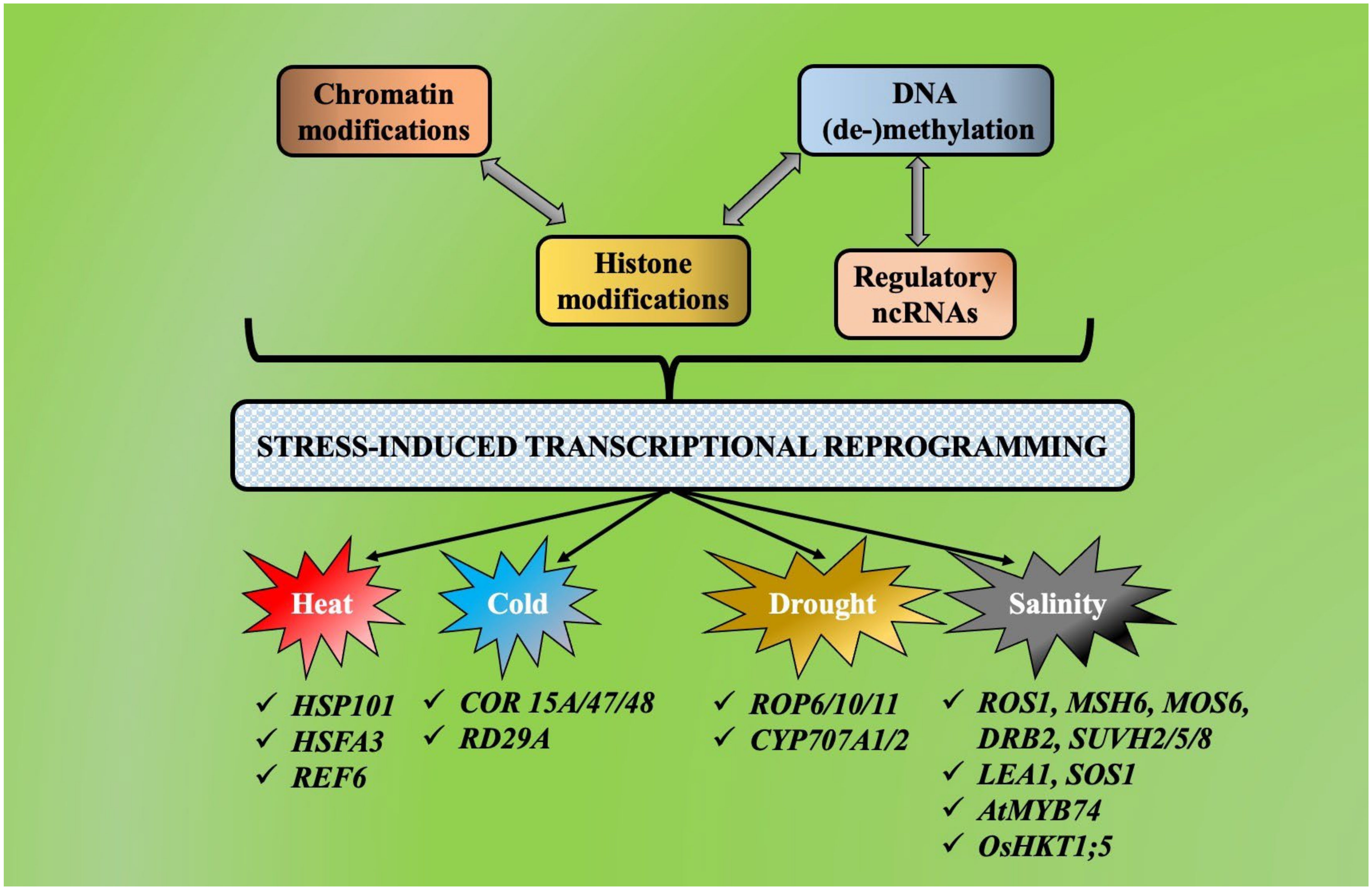 Plants 11 01449 g003 Plants 11 01449 g003