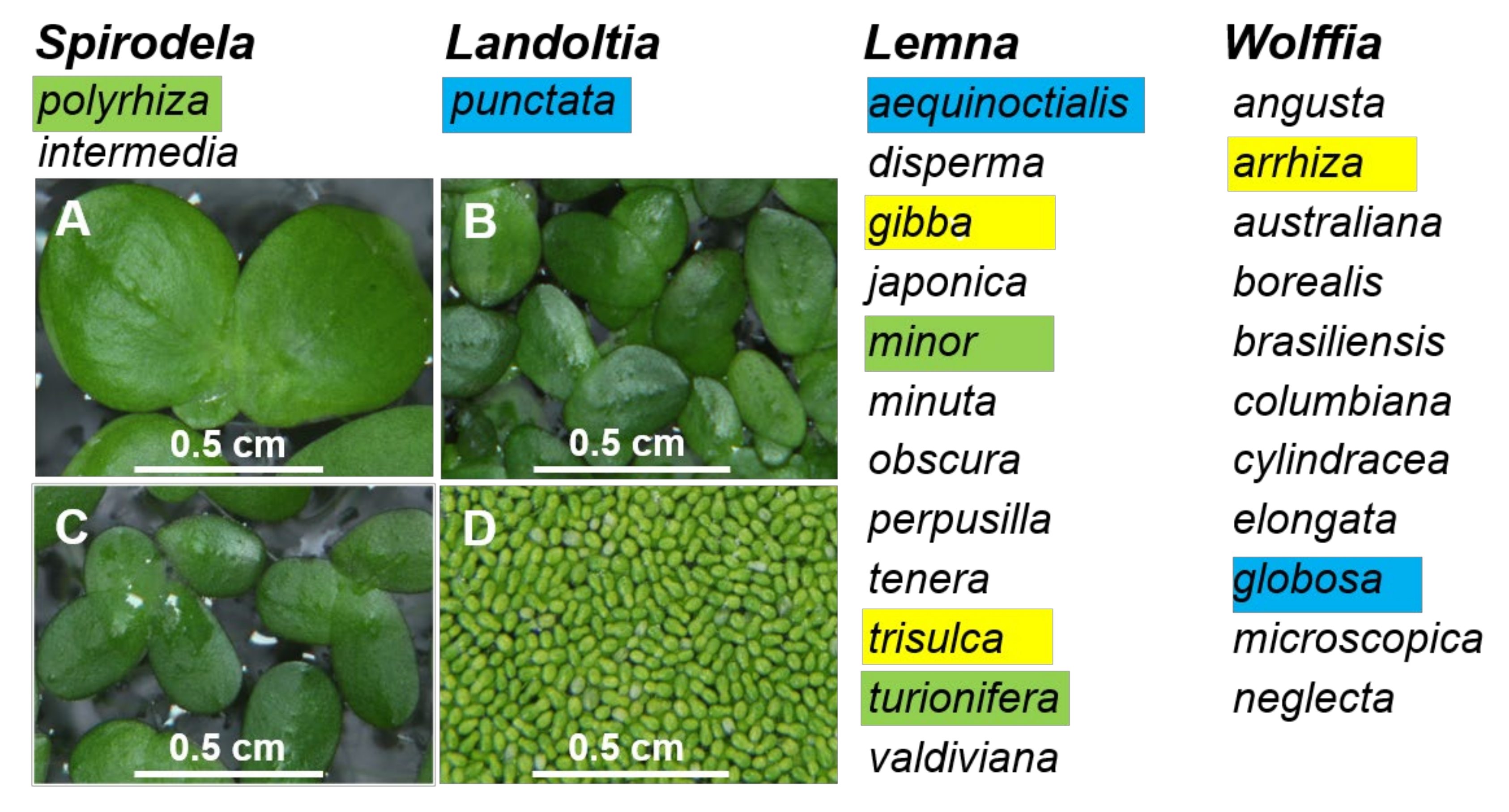 Plants 11 01468 g004