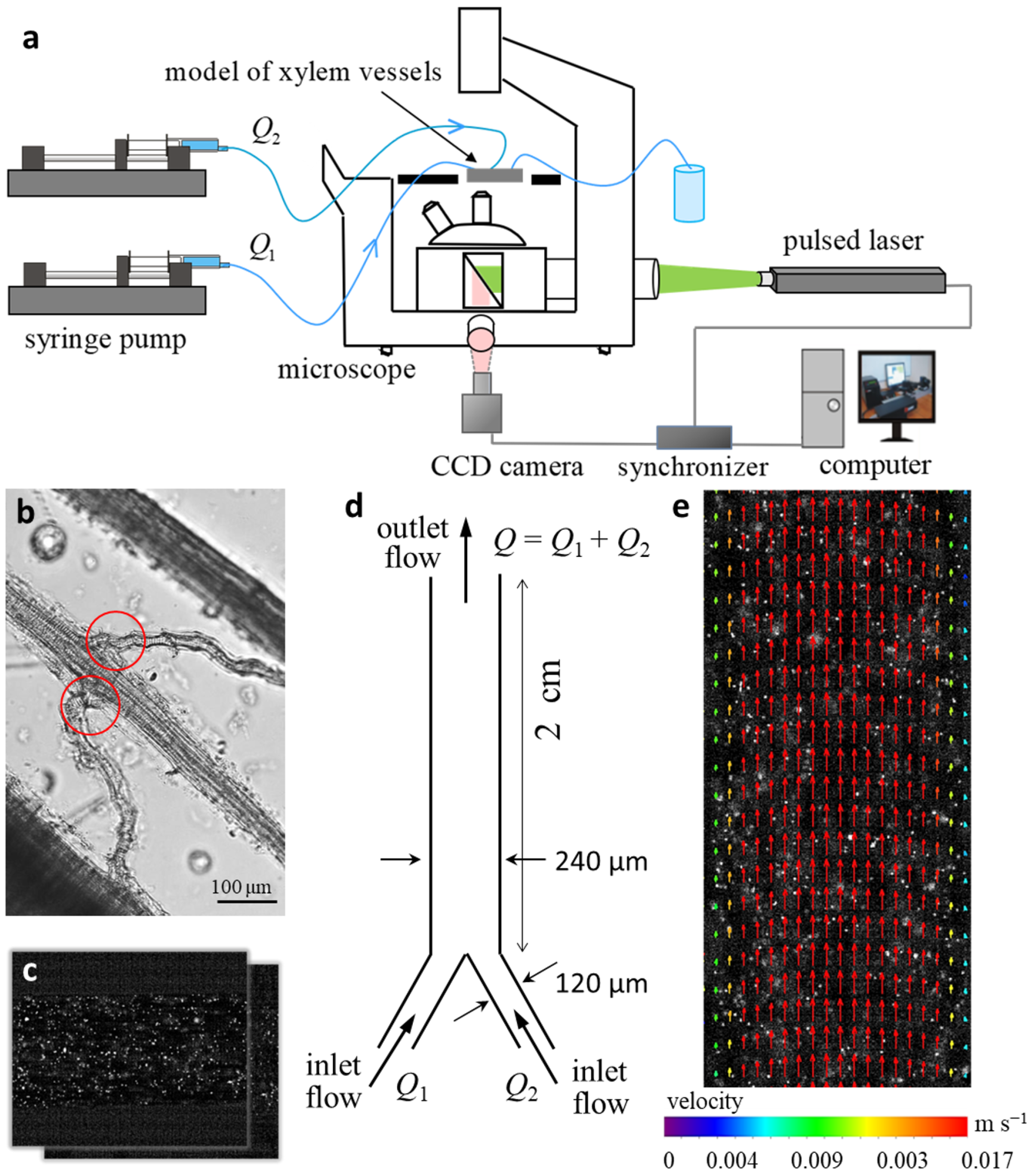 Plants 11 01533 g003