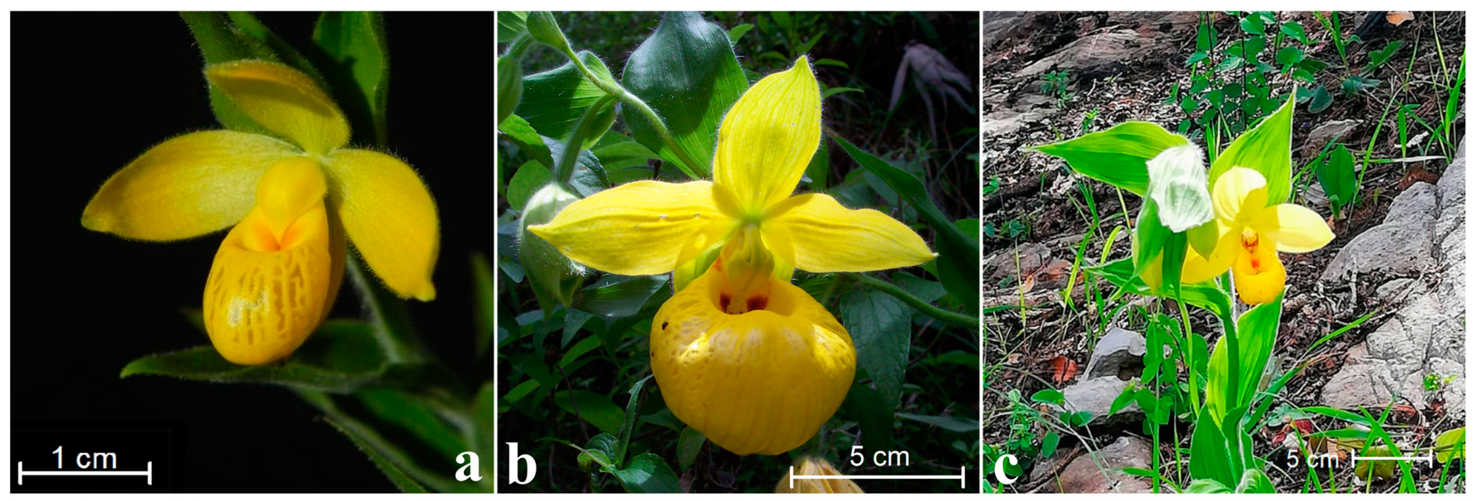 Plants 11 01554 g001