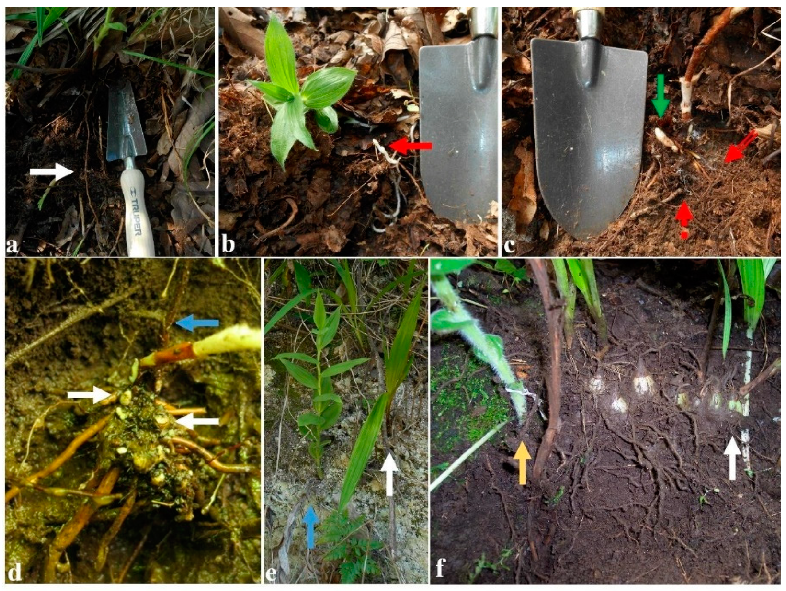 Plants 11 01554 g005