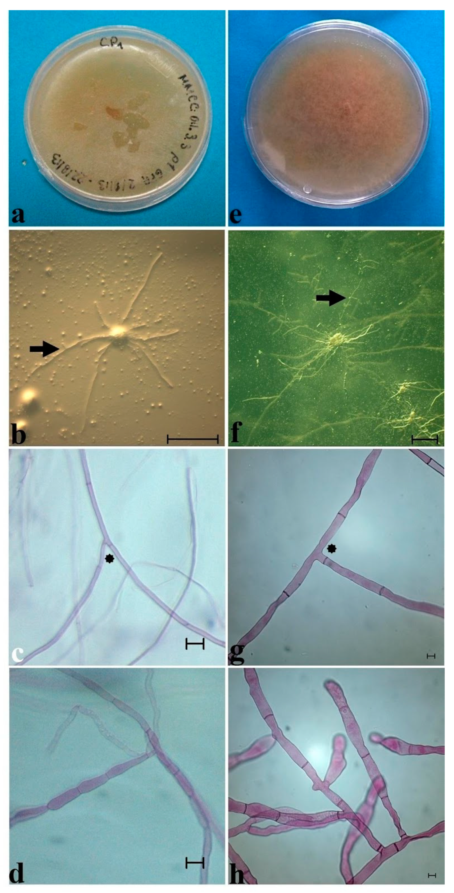 Plants 11 01554 g008