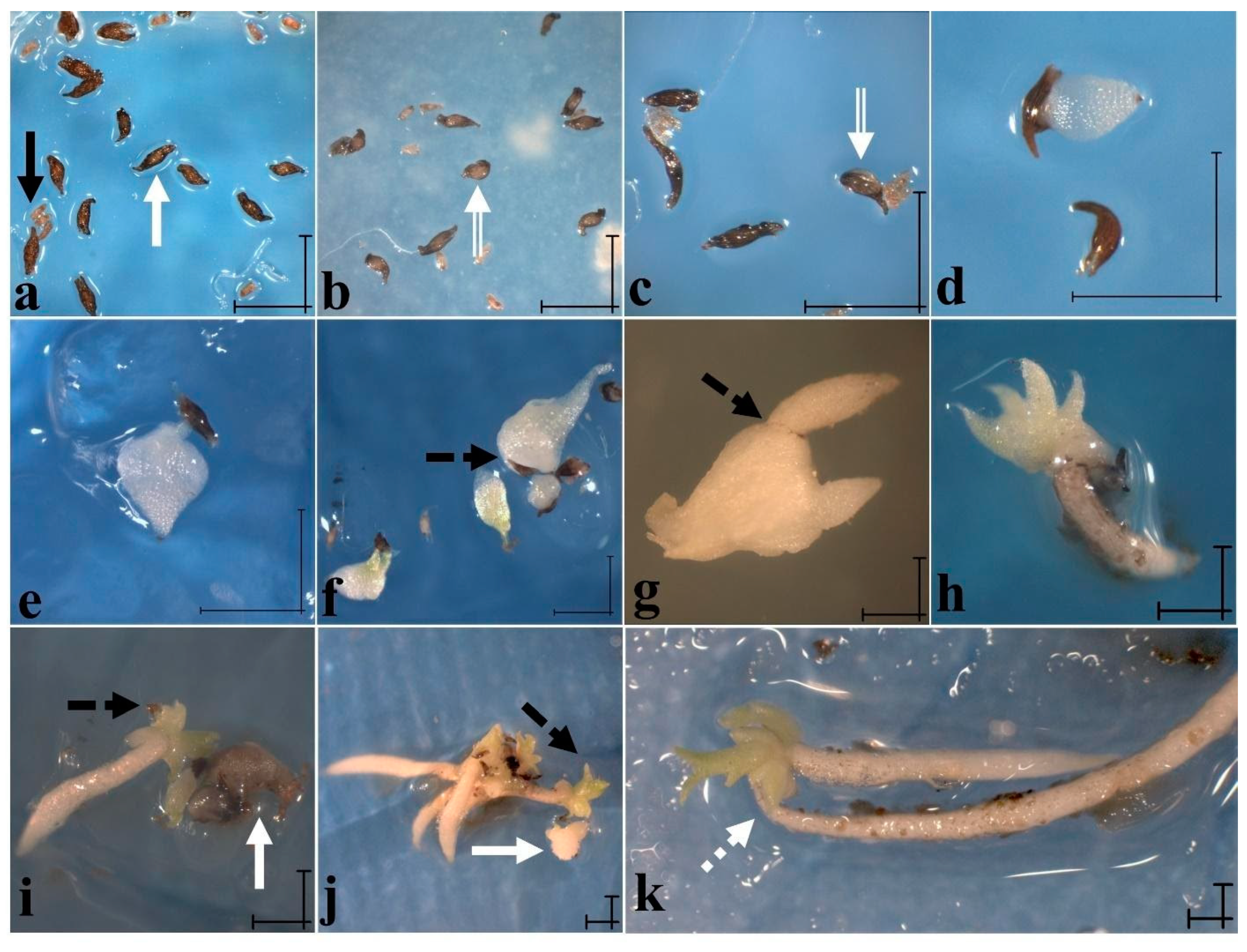 Plants 11 01554 g010