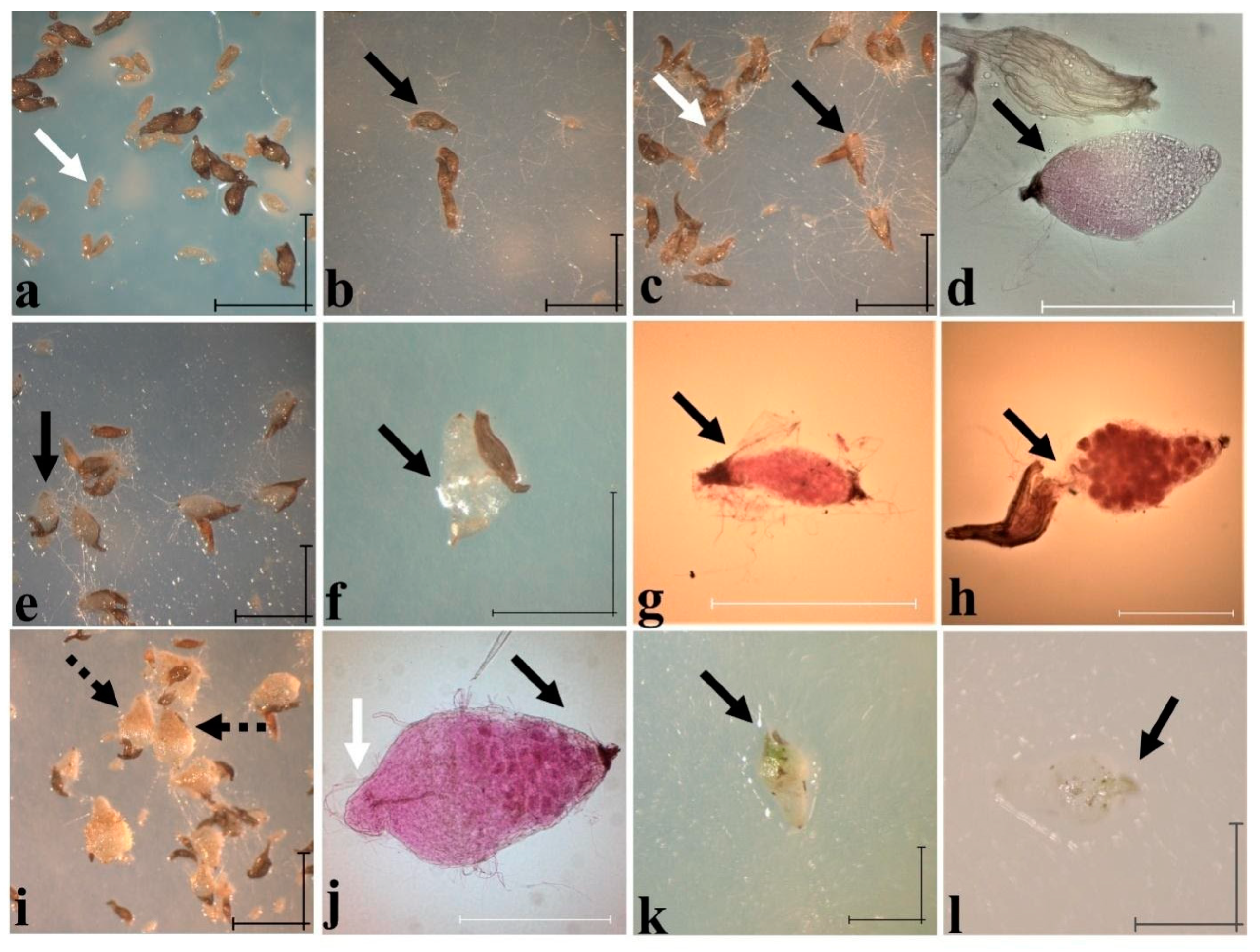 Plants 11 01554 g011