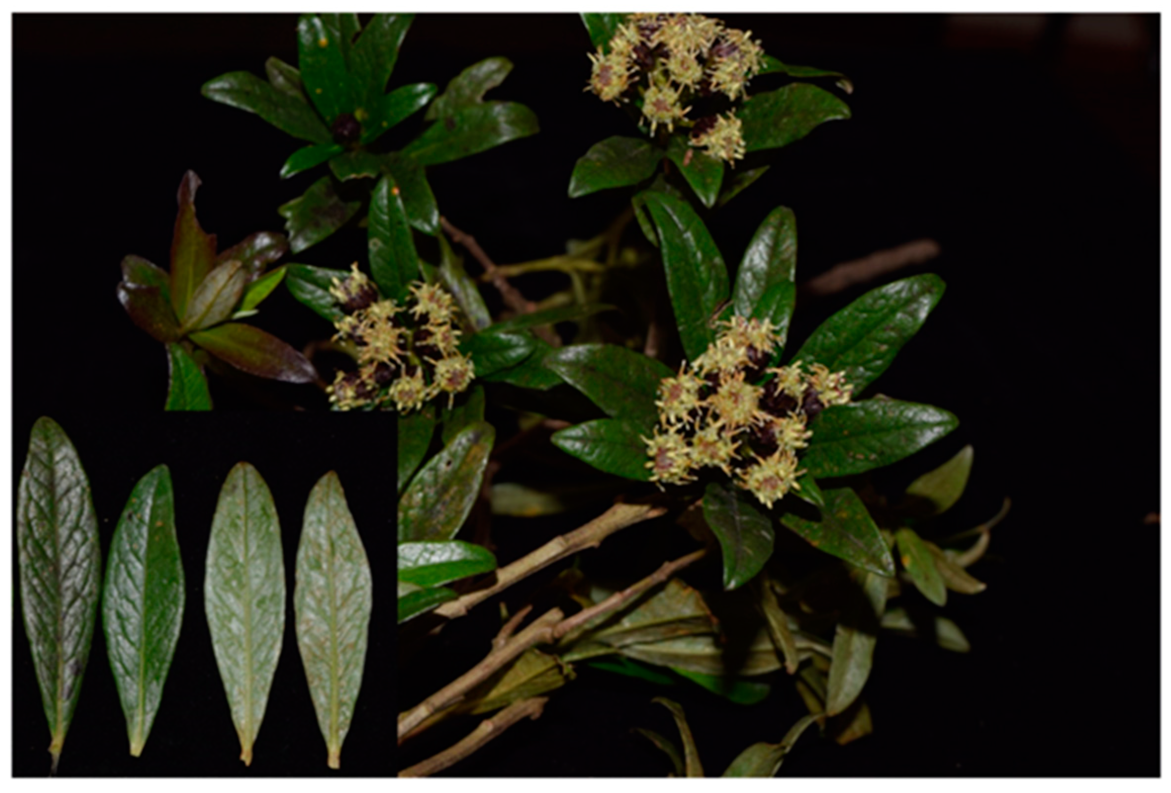 Plants 11 01555 g001