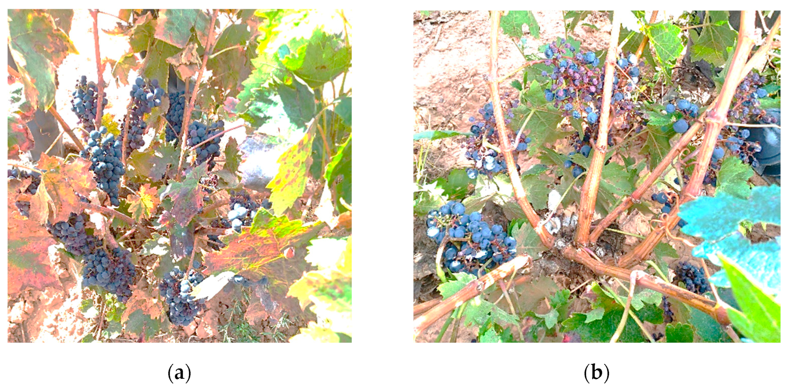 Plants 11 01594 g009a