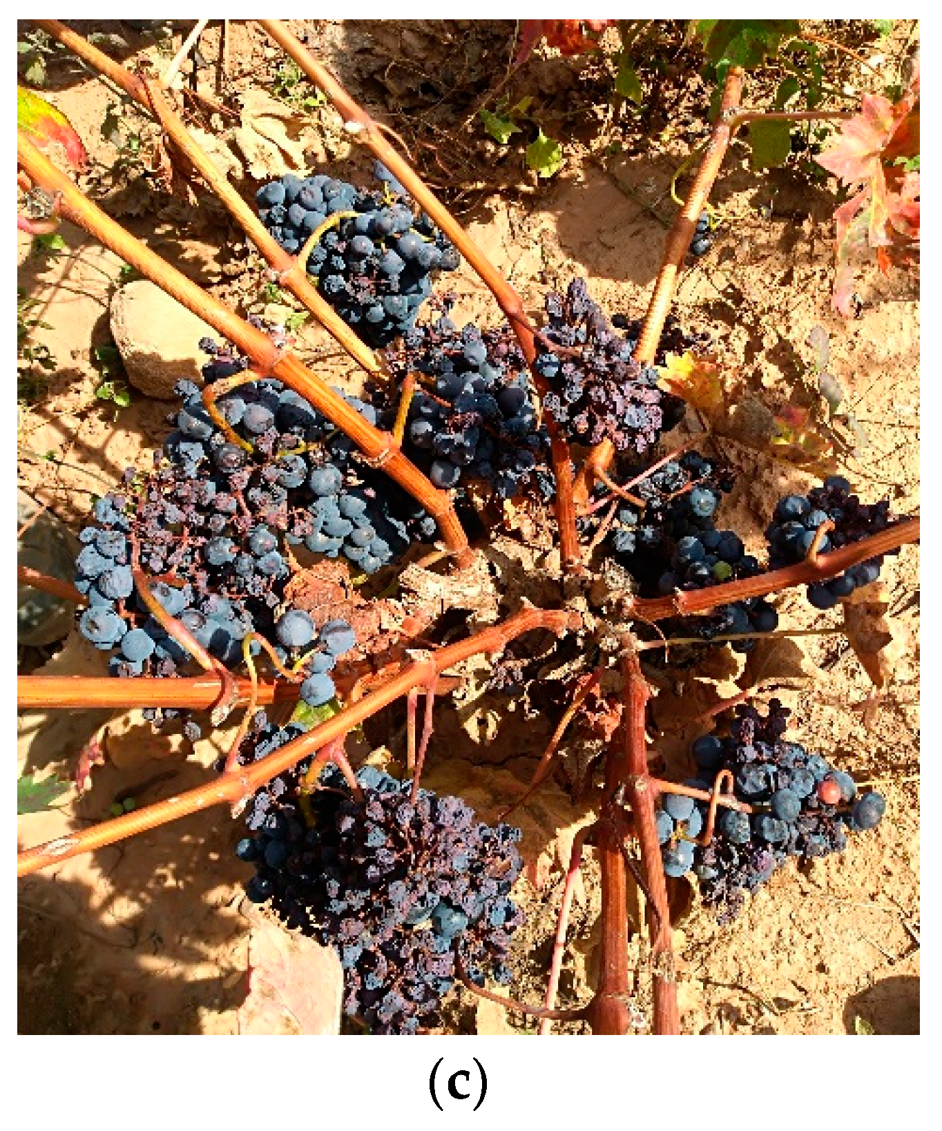 Plants 11 01594 g009b