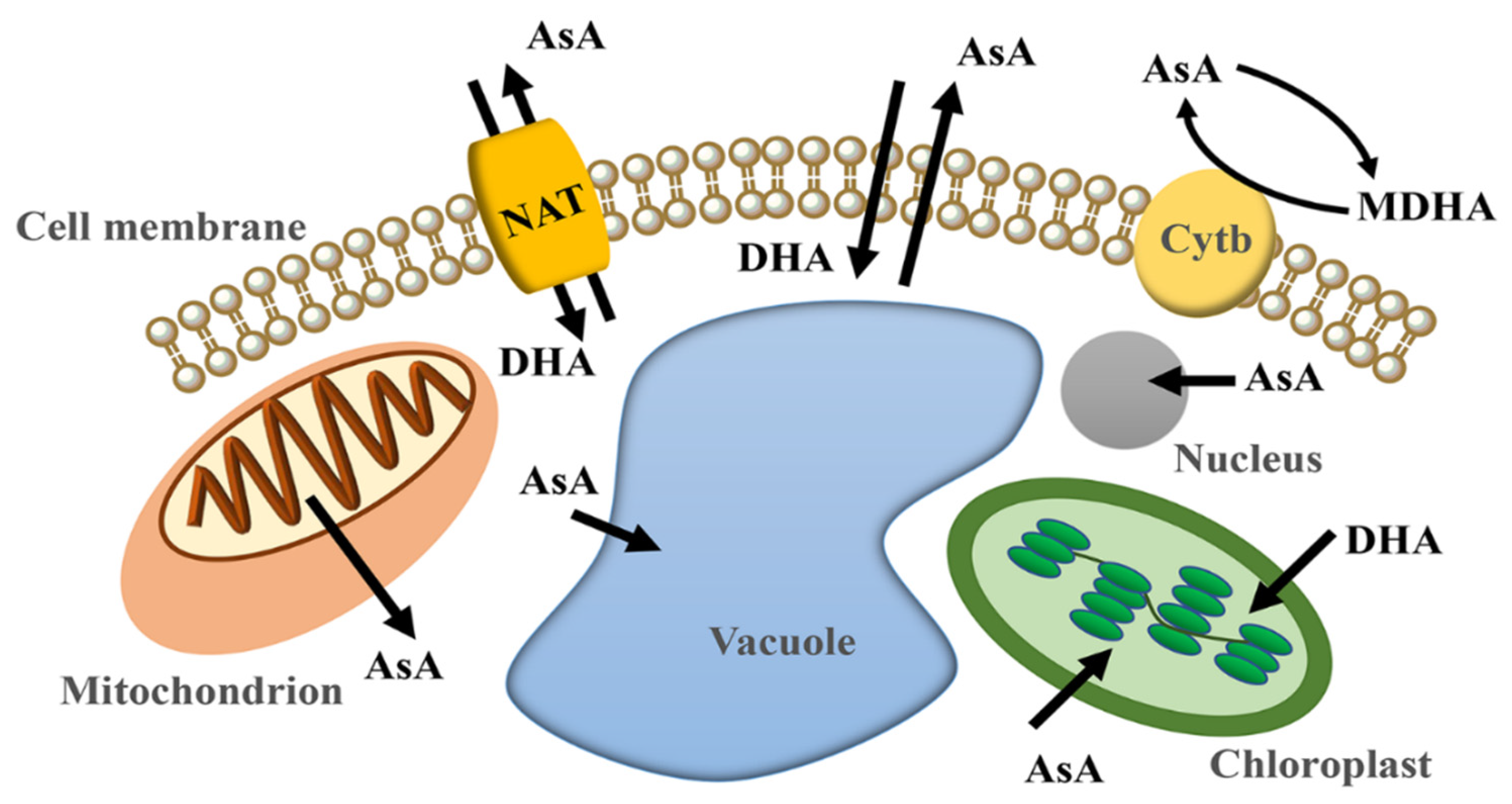 Plants 11 01602 g002