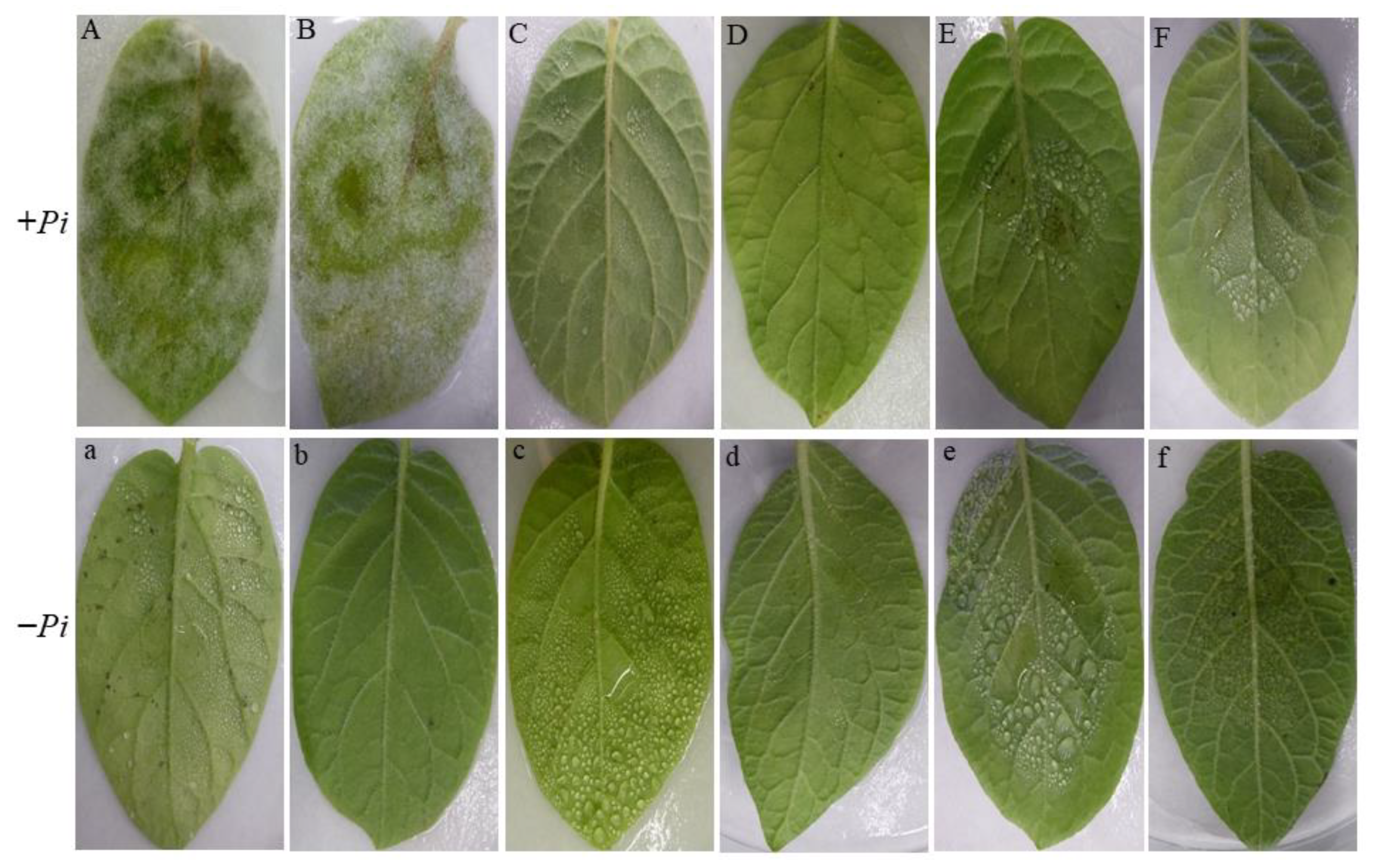 Plants 11 01605 g006