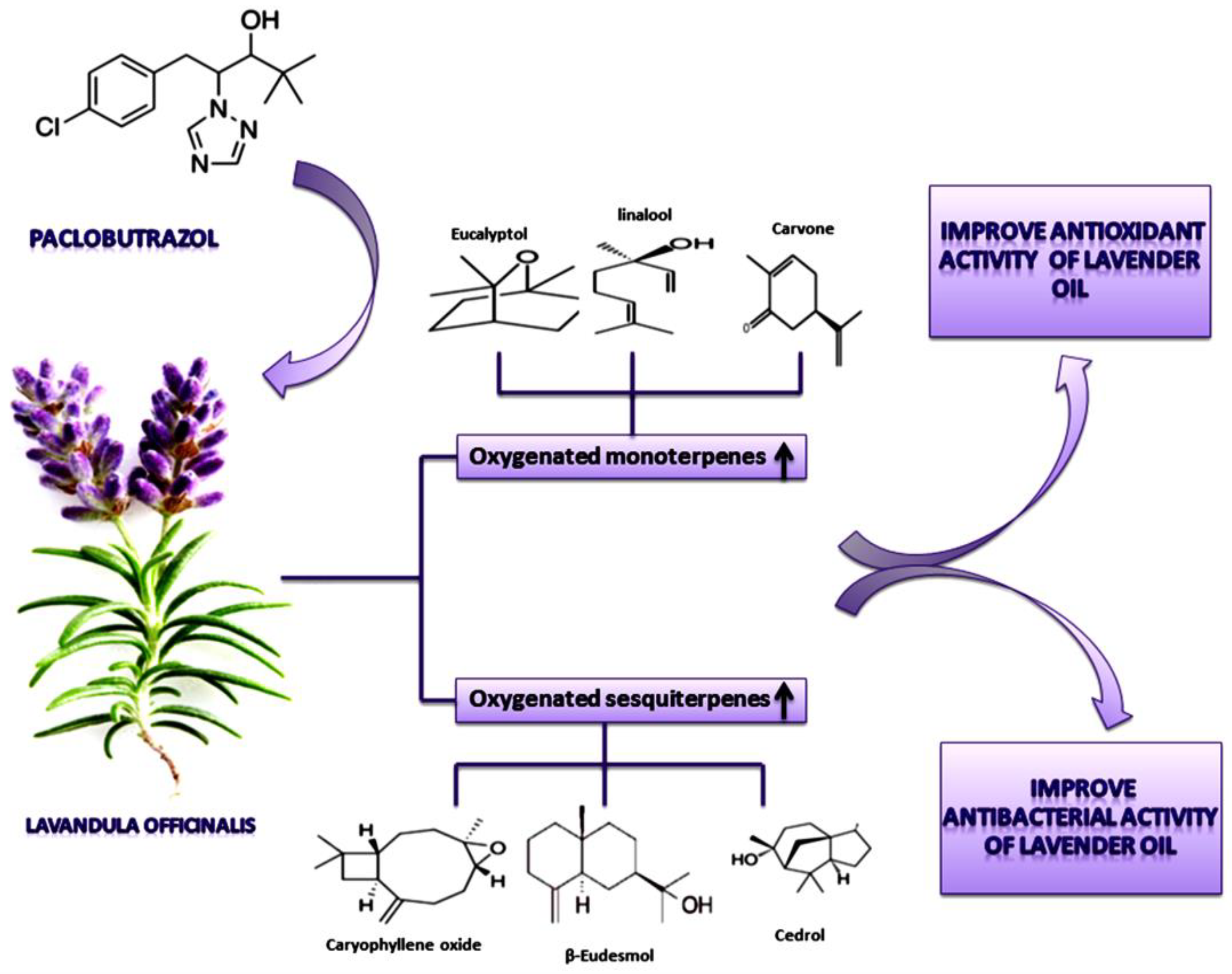 Plants 11 01607 g008