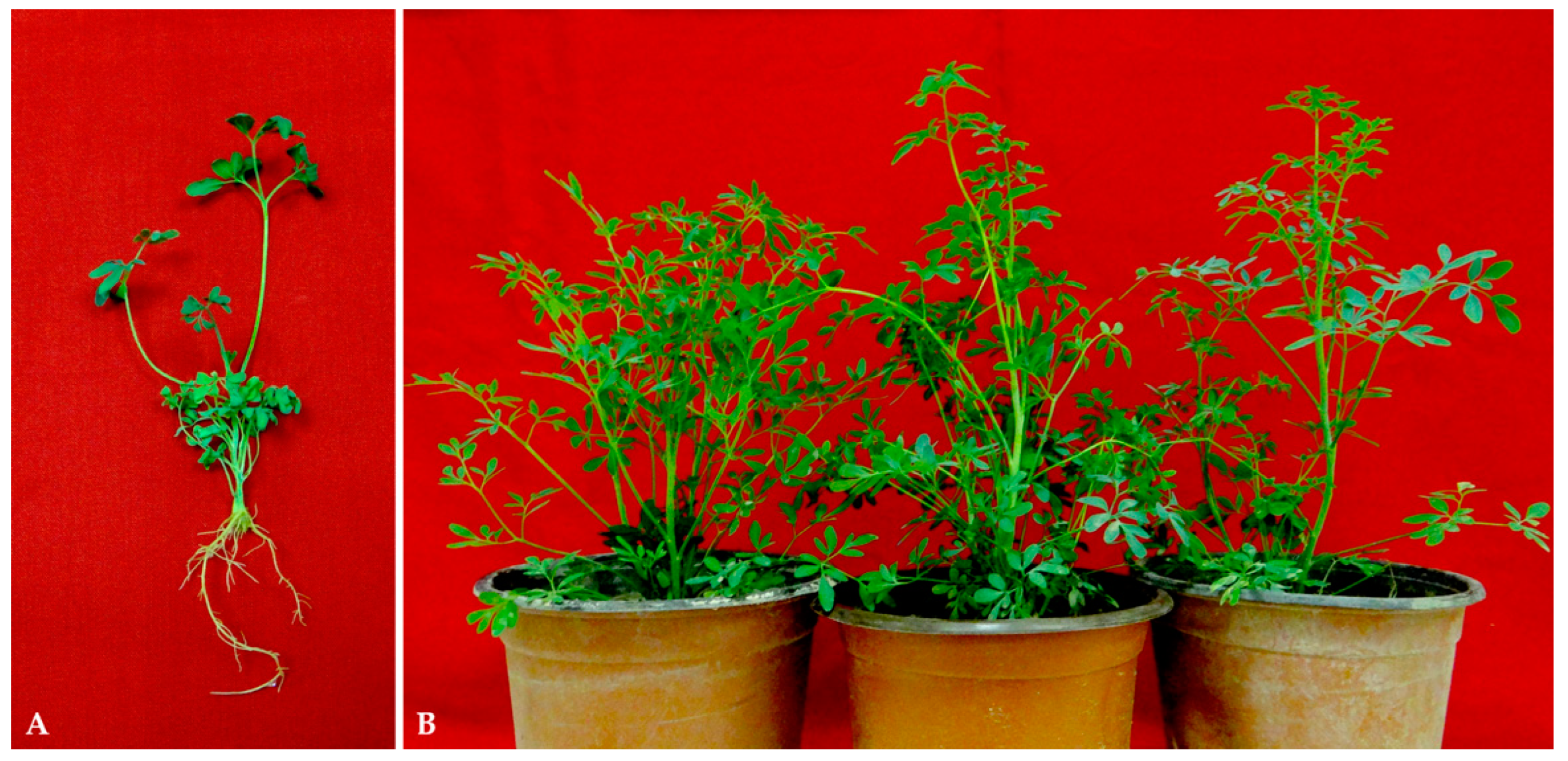 Plants 11 01614 g002