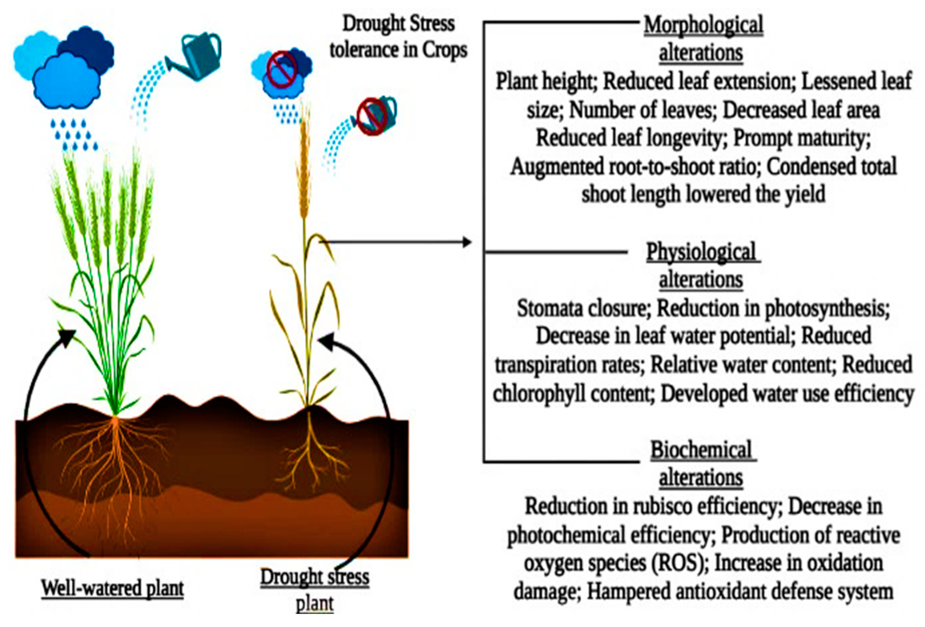 Plants 11 01620 g002