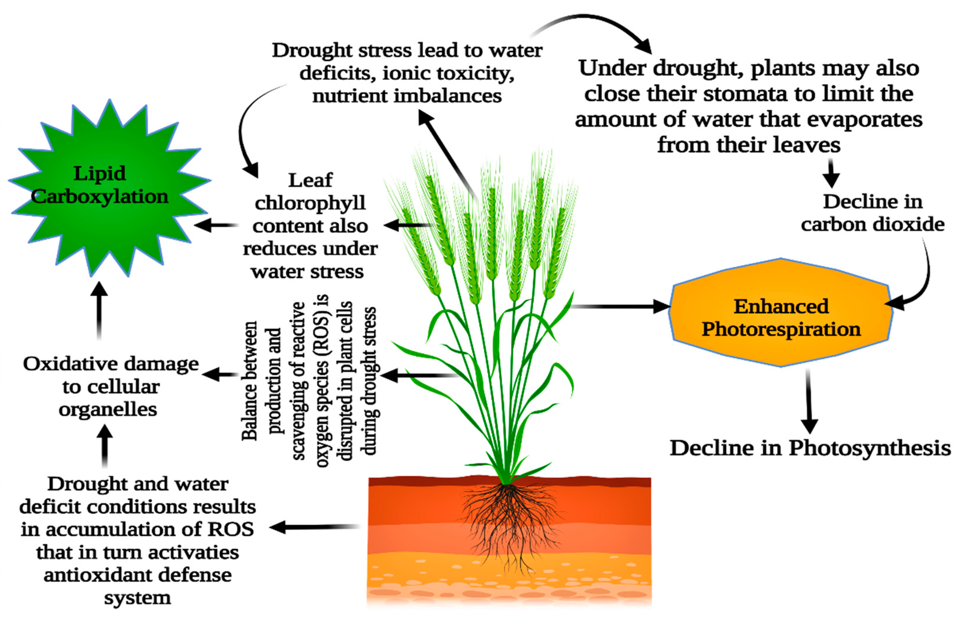 Plants 11 01620 g004