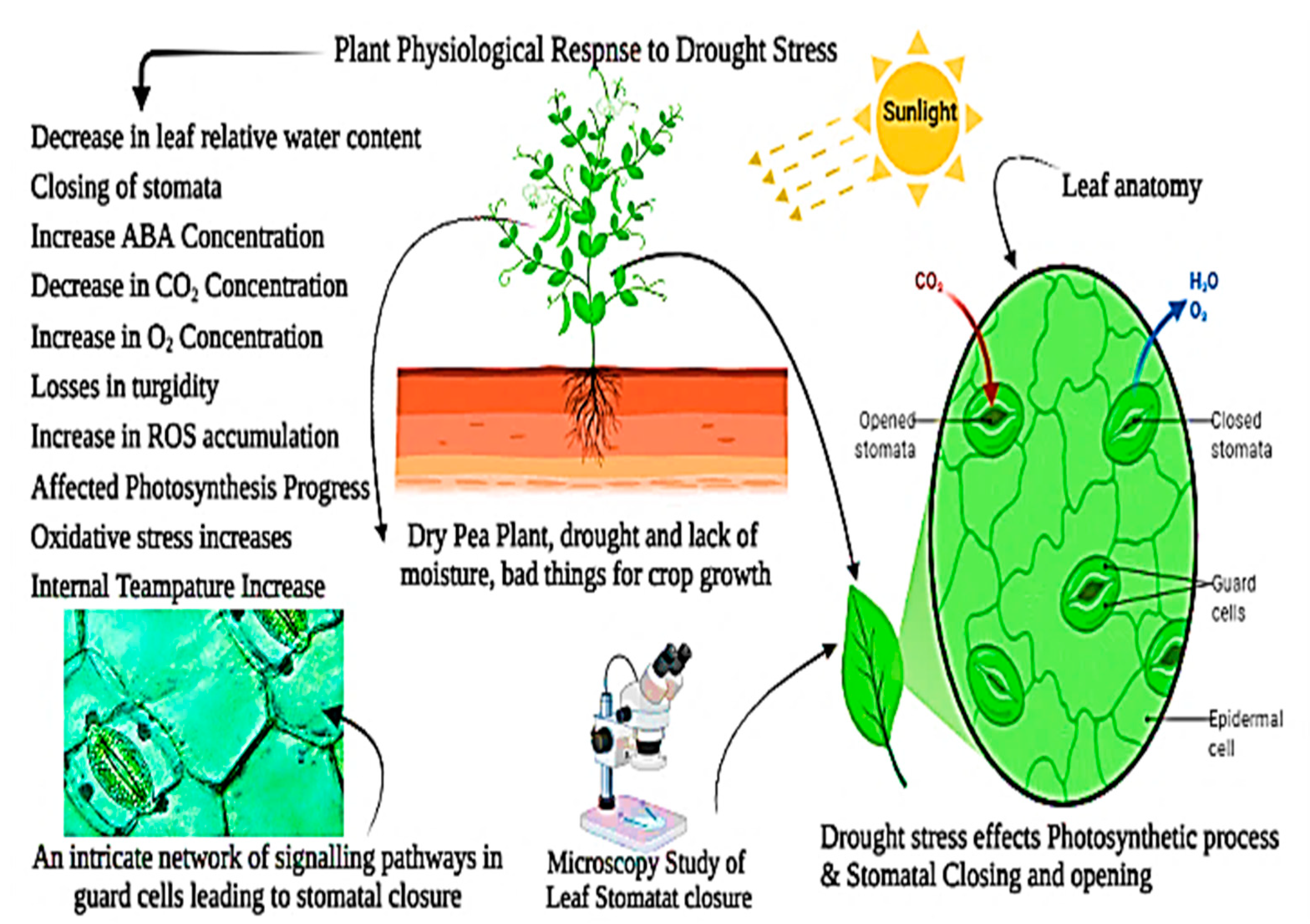 Plants 11 01620 g005