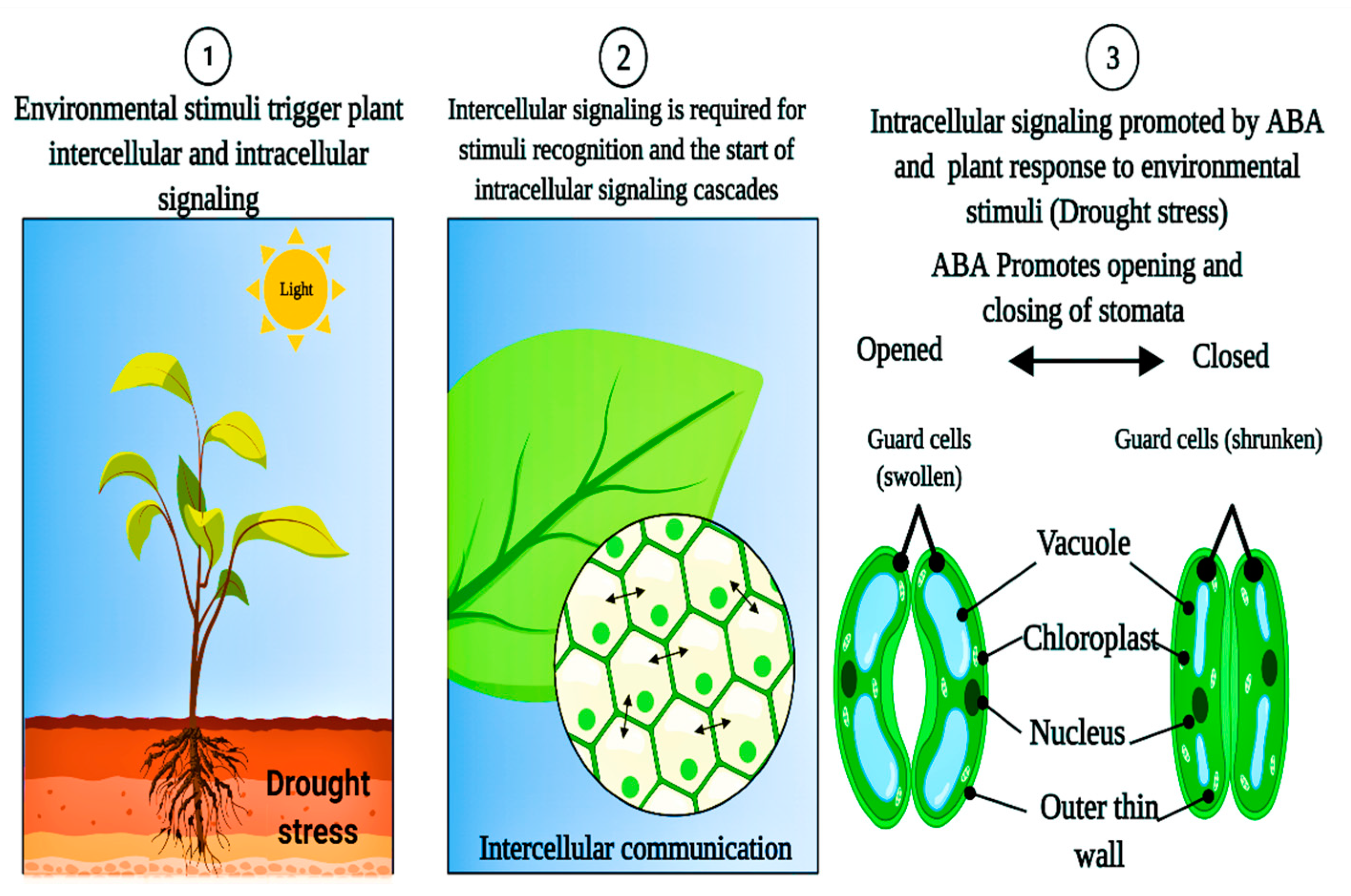 Plants 11 01620 g006