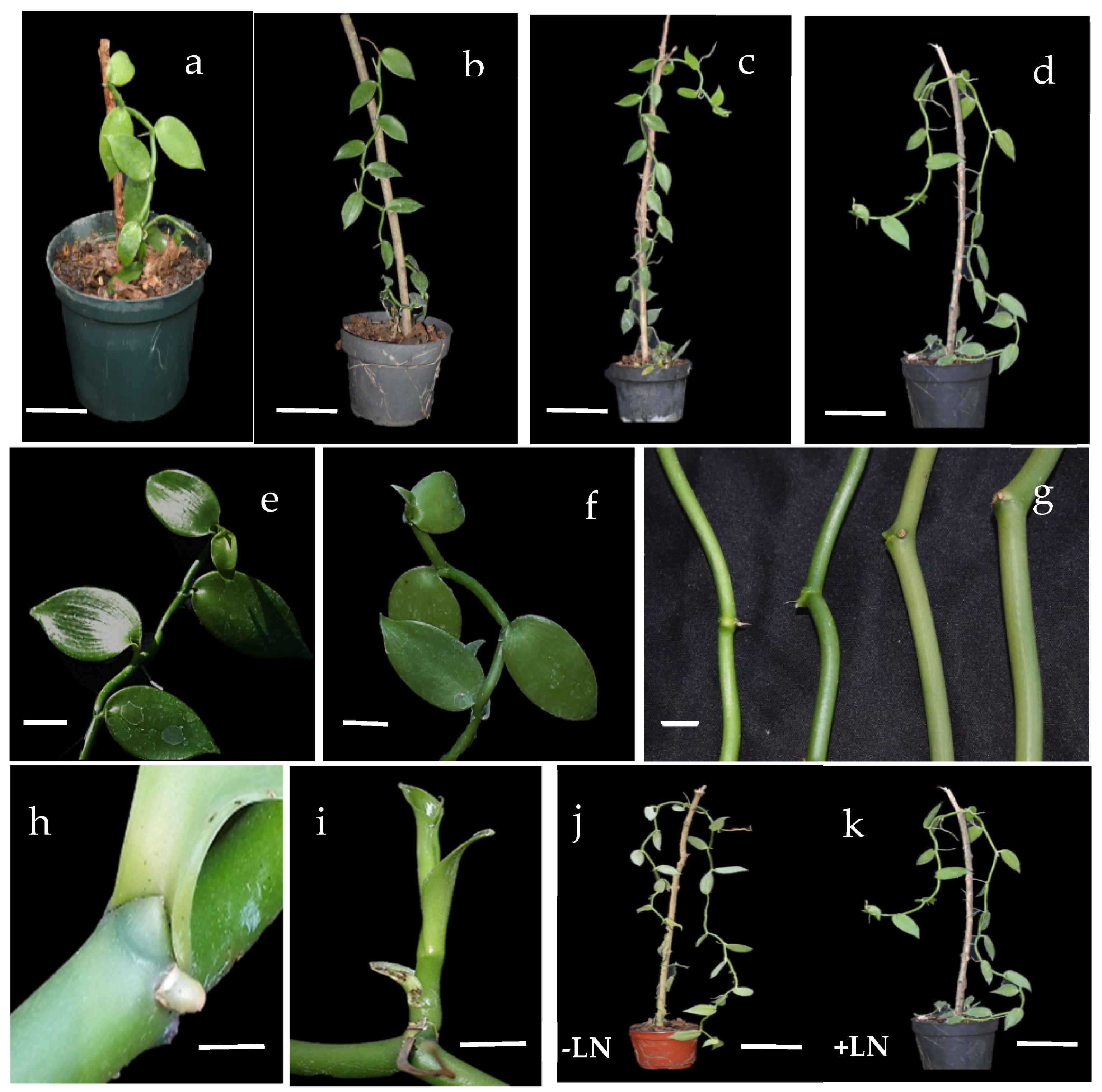 Plants 11 01630 g001