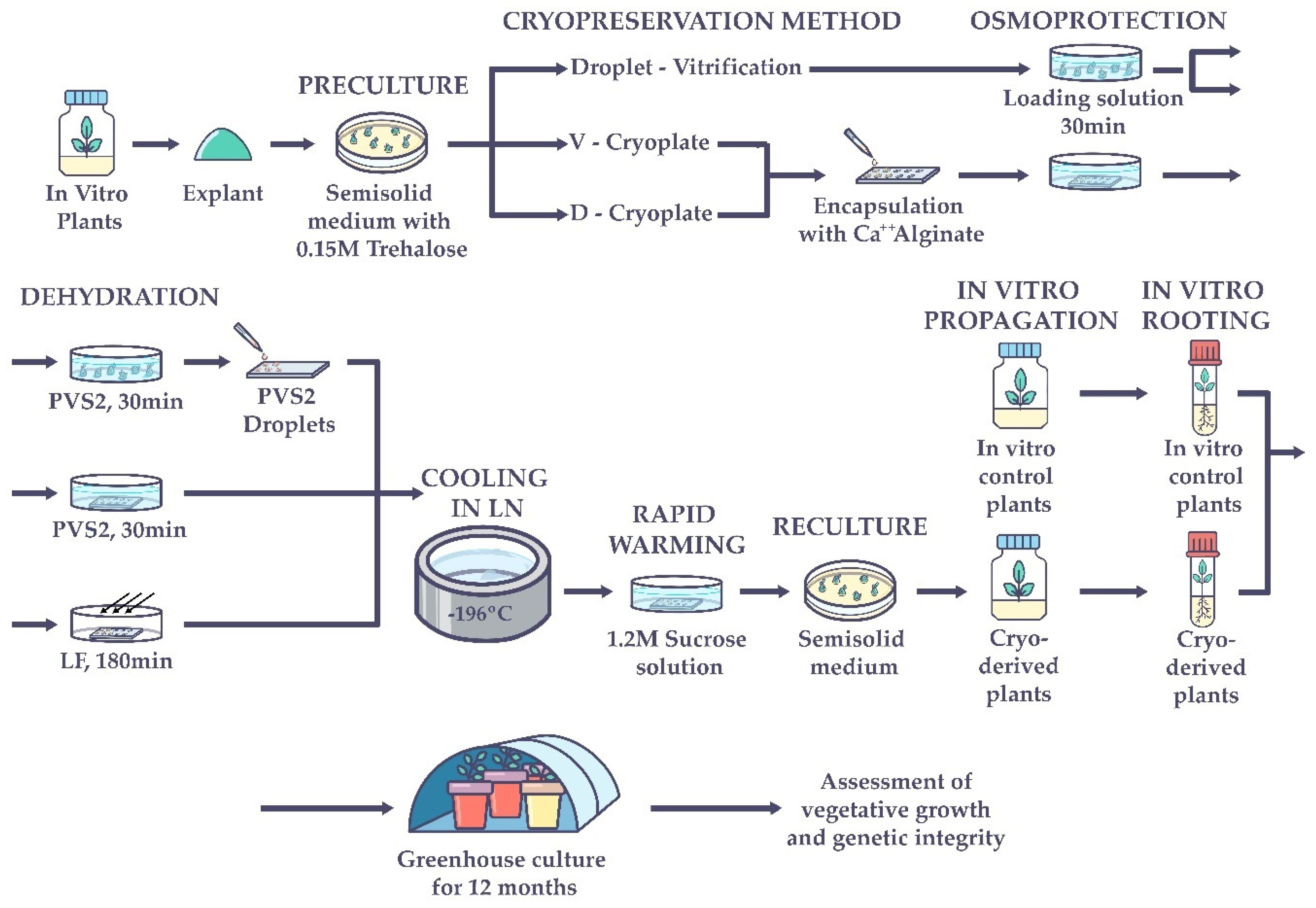 Plants 11 01630 g004